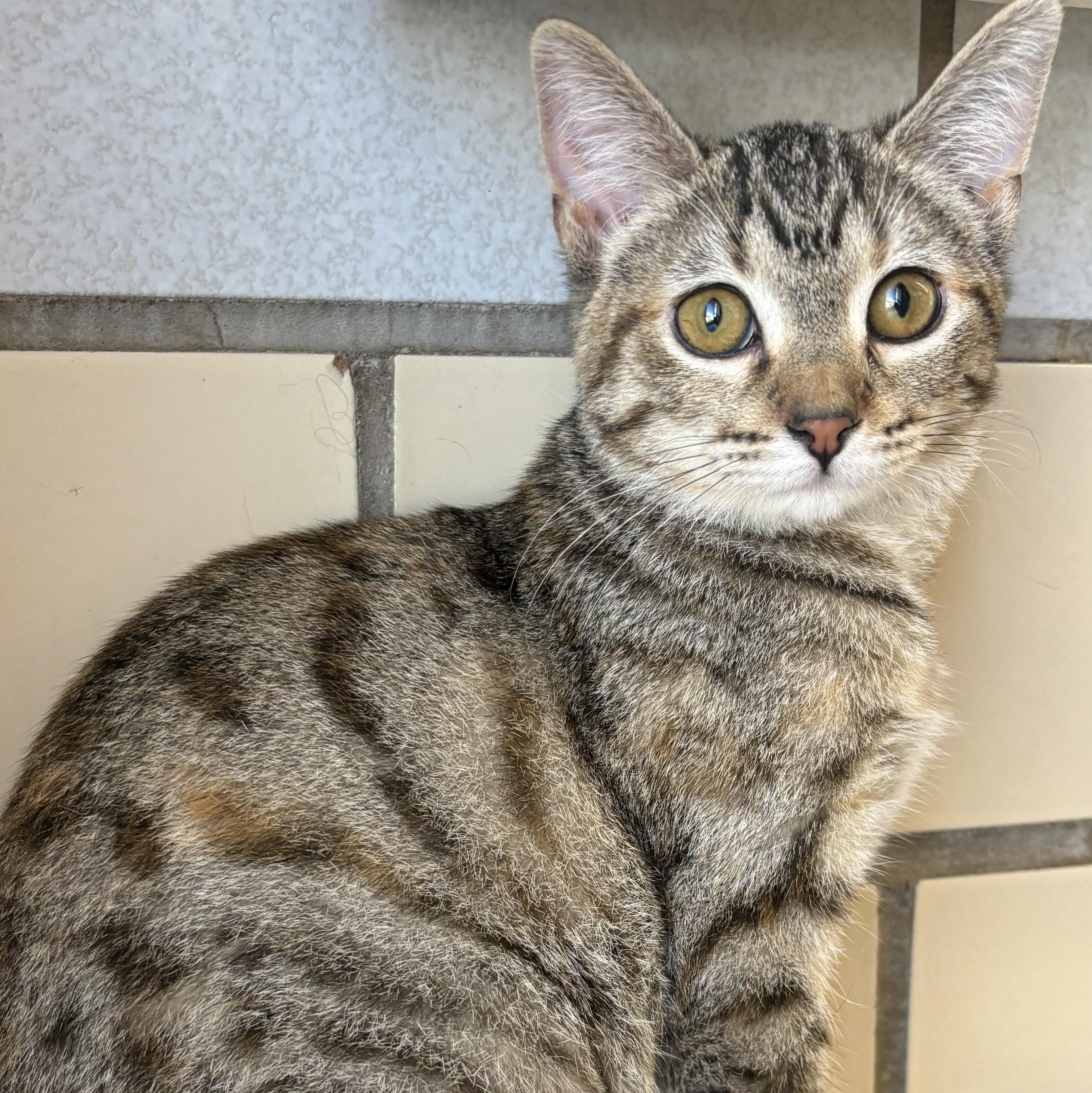 Sushi, an adoptable American Shorthair in Pueblo, CO, 81005 | Photo Image 2