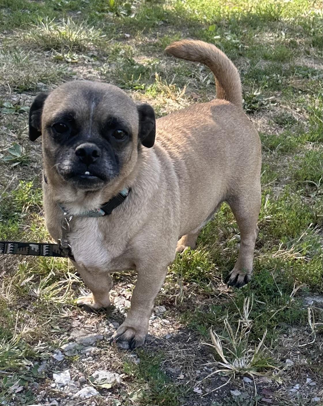 Mocha, Adoptable, Adult Male Pug & Jack Russell Terrier.