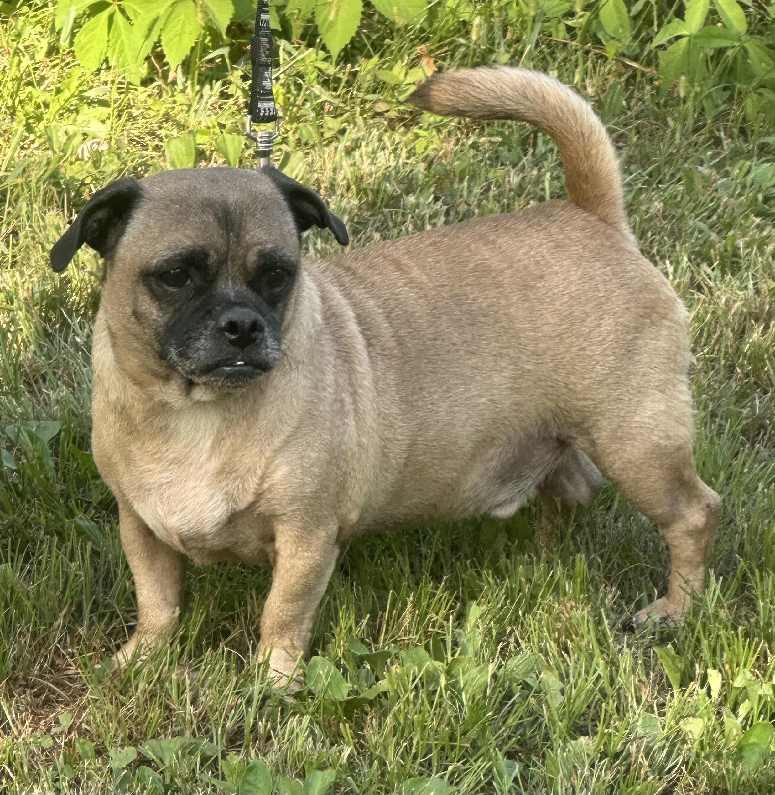 Mocha, a Adoptable mixed breed in Zanesville, OH image 2/3