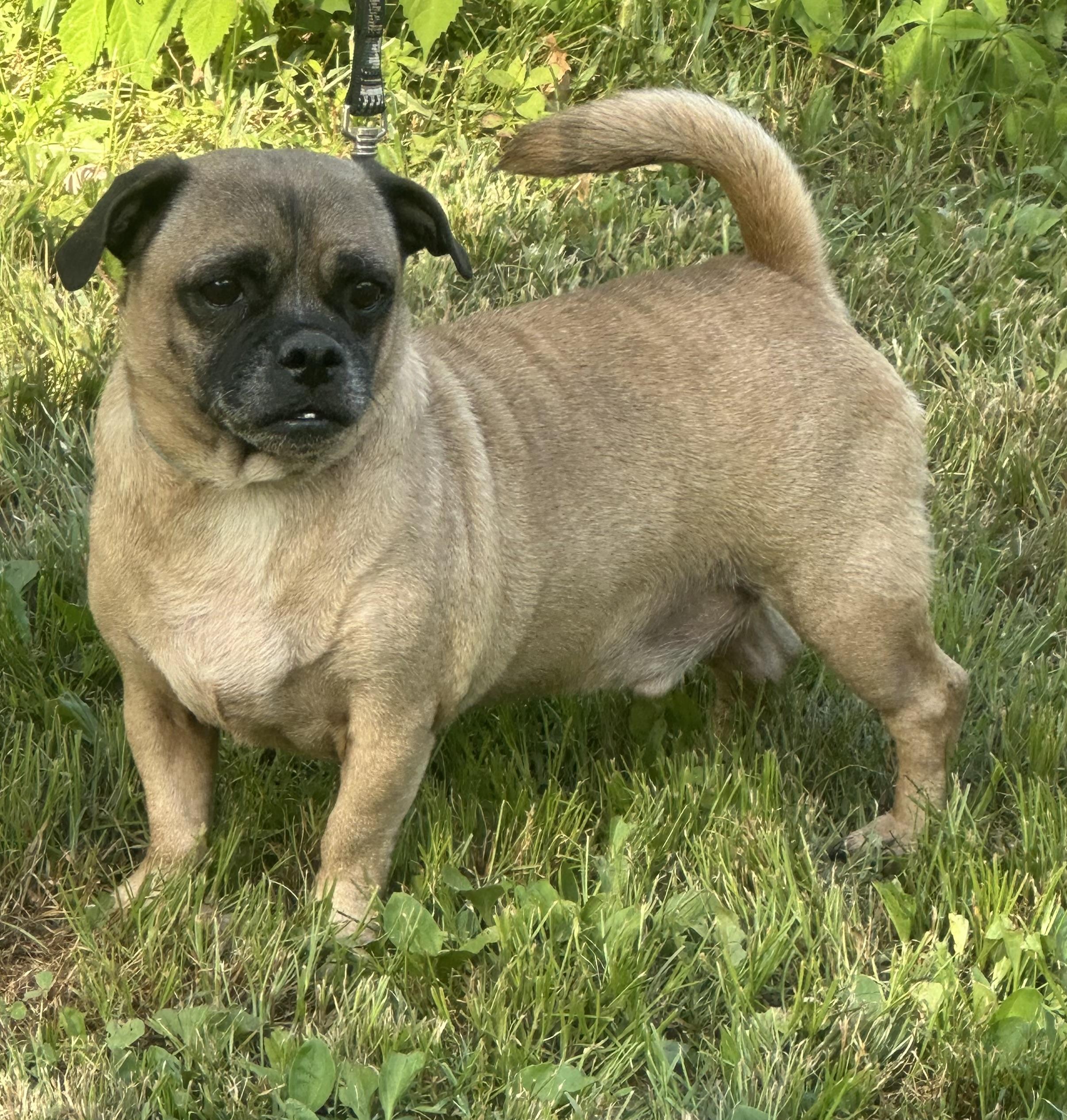 Mocha, a Adoptable mixed breed in Zanesville, OH image 3/3