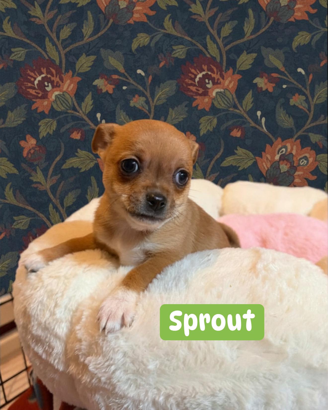 Sprout, Adoptable, Puppy Male Chihuahua.