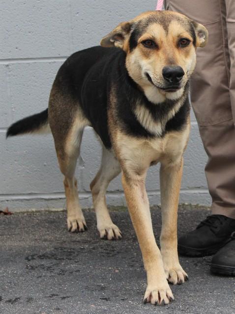 WESLEY, Adoptable, Young Male German Shepherd Dog & Labrador Retriever.