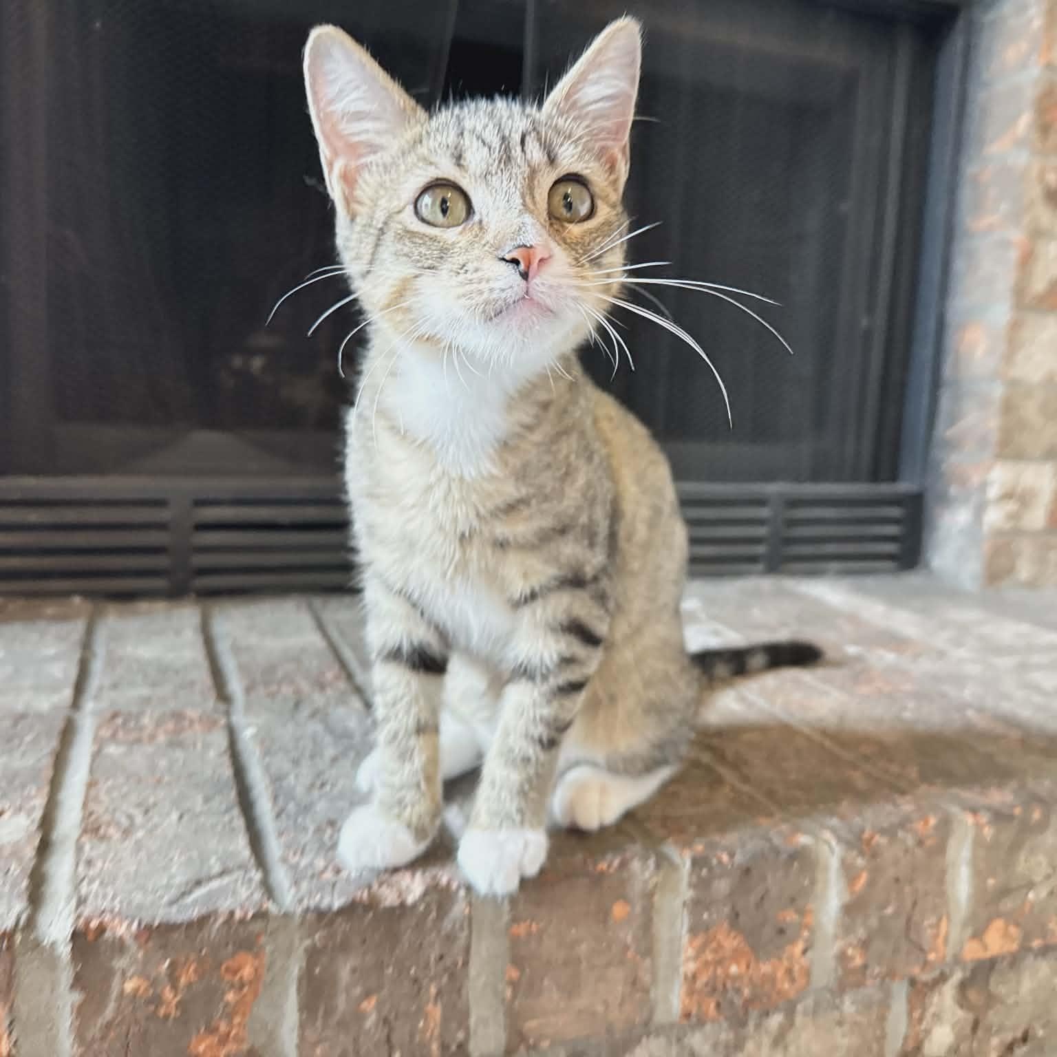 Outgoing Baby Bonnie