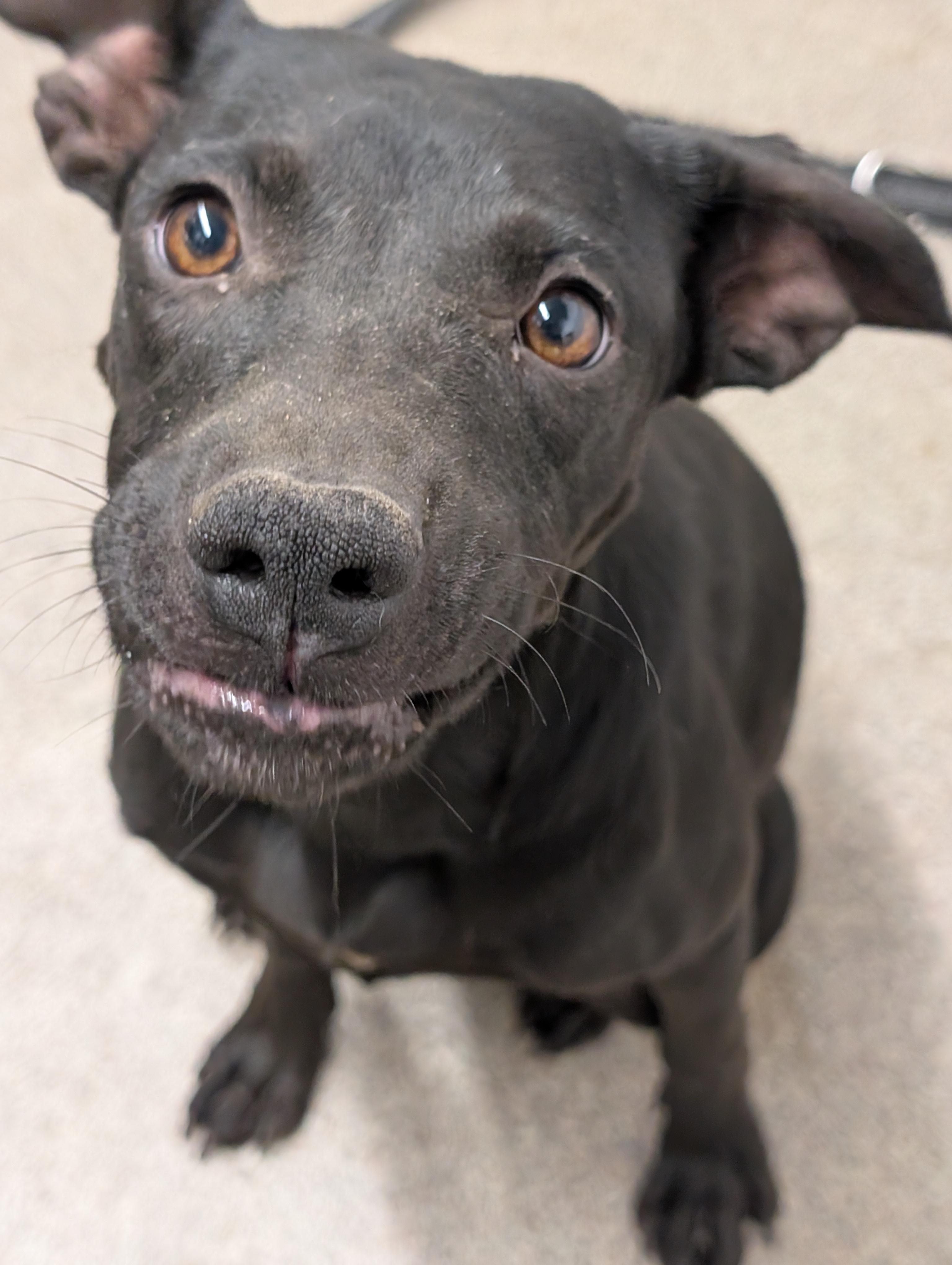 Enlarge Onyx, a Adoptable Mixed Breed in Osceola, MO image 4/6