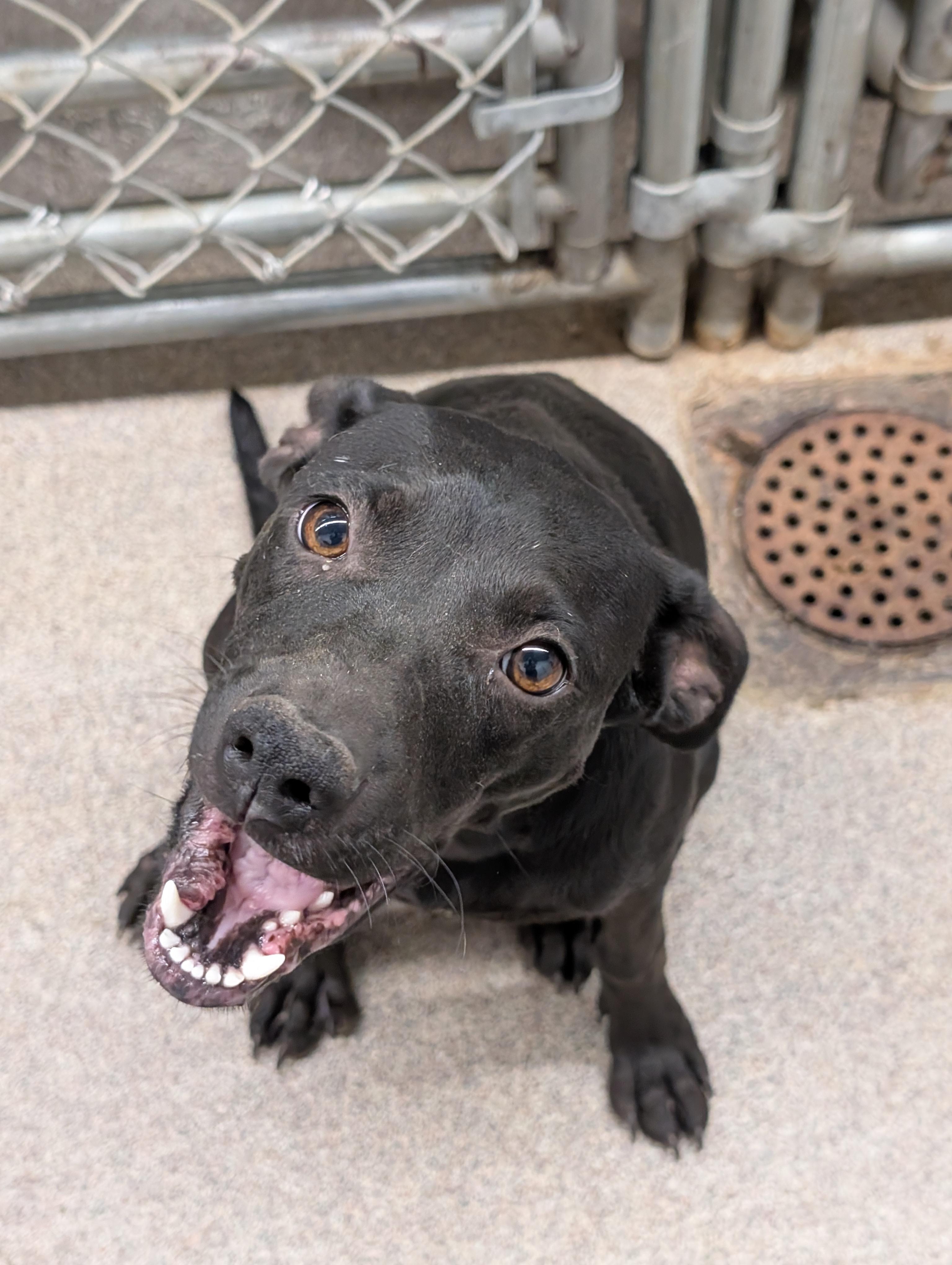 Enlarge Onyx, a Adoptable Mixed Breed in Osceola, MO image 3/6