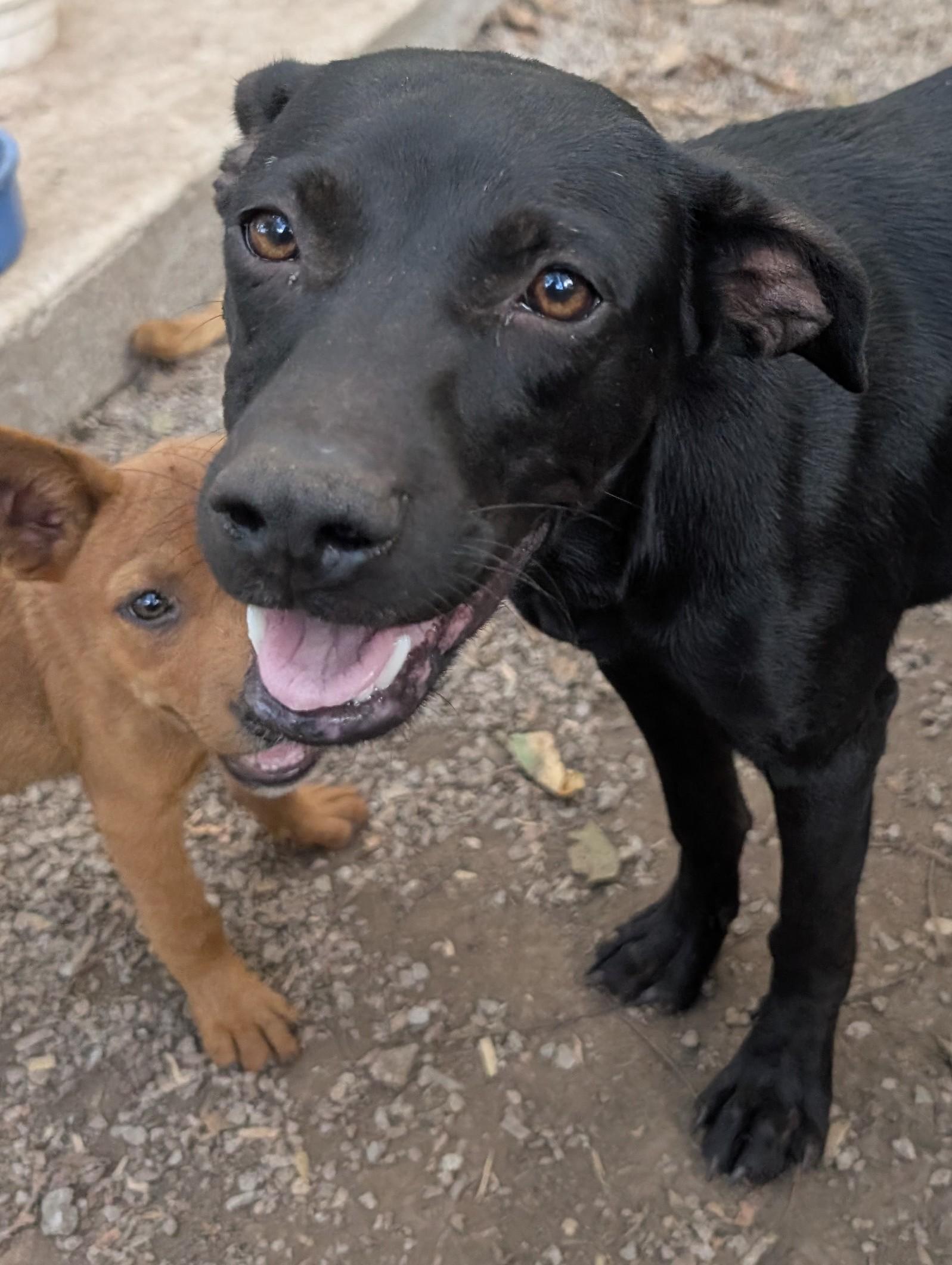 Enlarge Onyx, a Adoptable Mixed Breed in Osceola, MO image 1/6