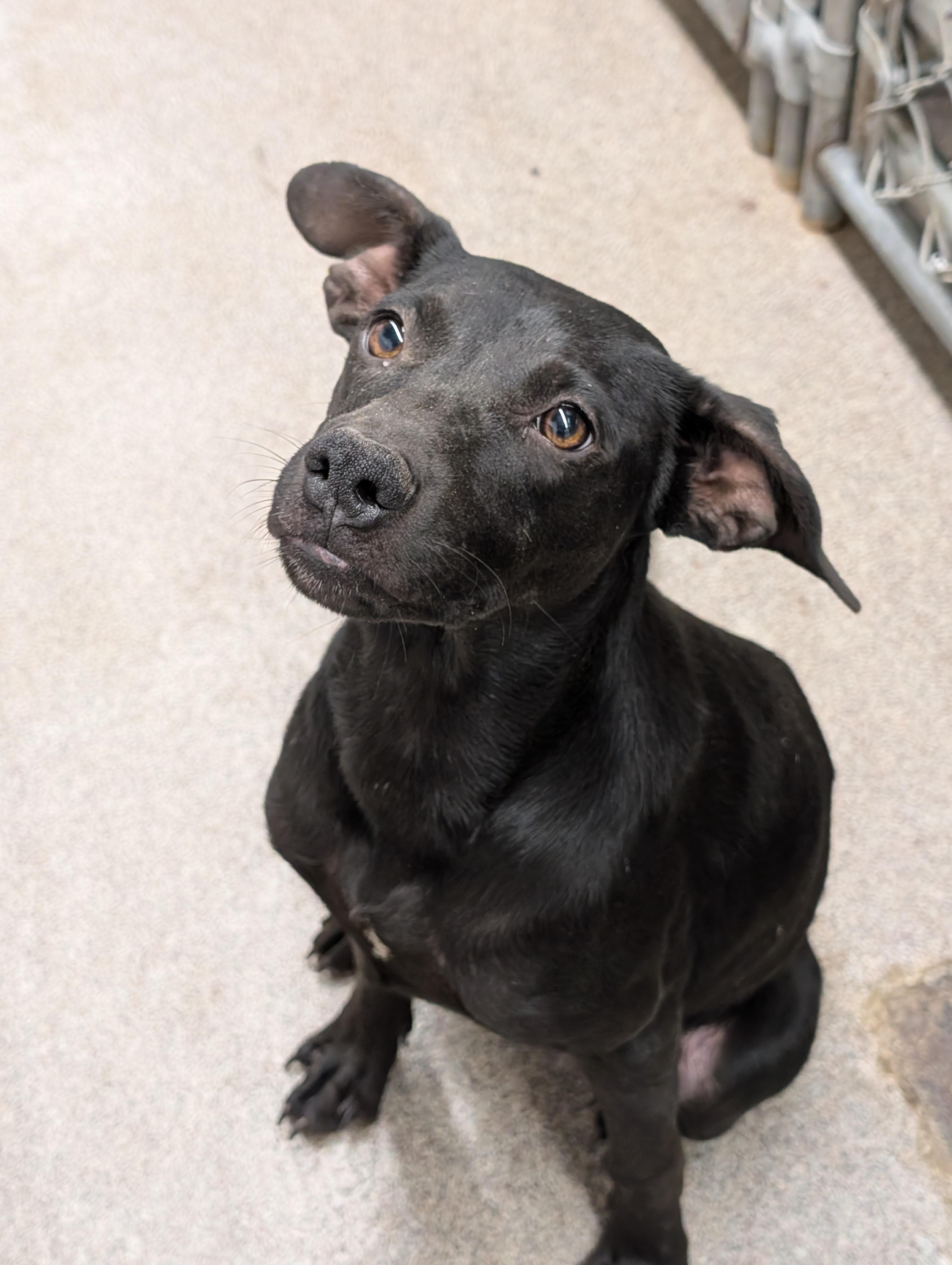 Enlarge Onyx, a Adoptable Mixed Breed in Osceola, MO image 2/6