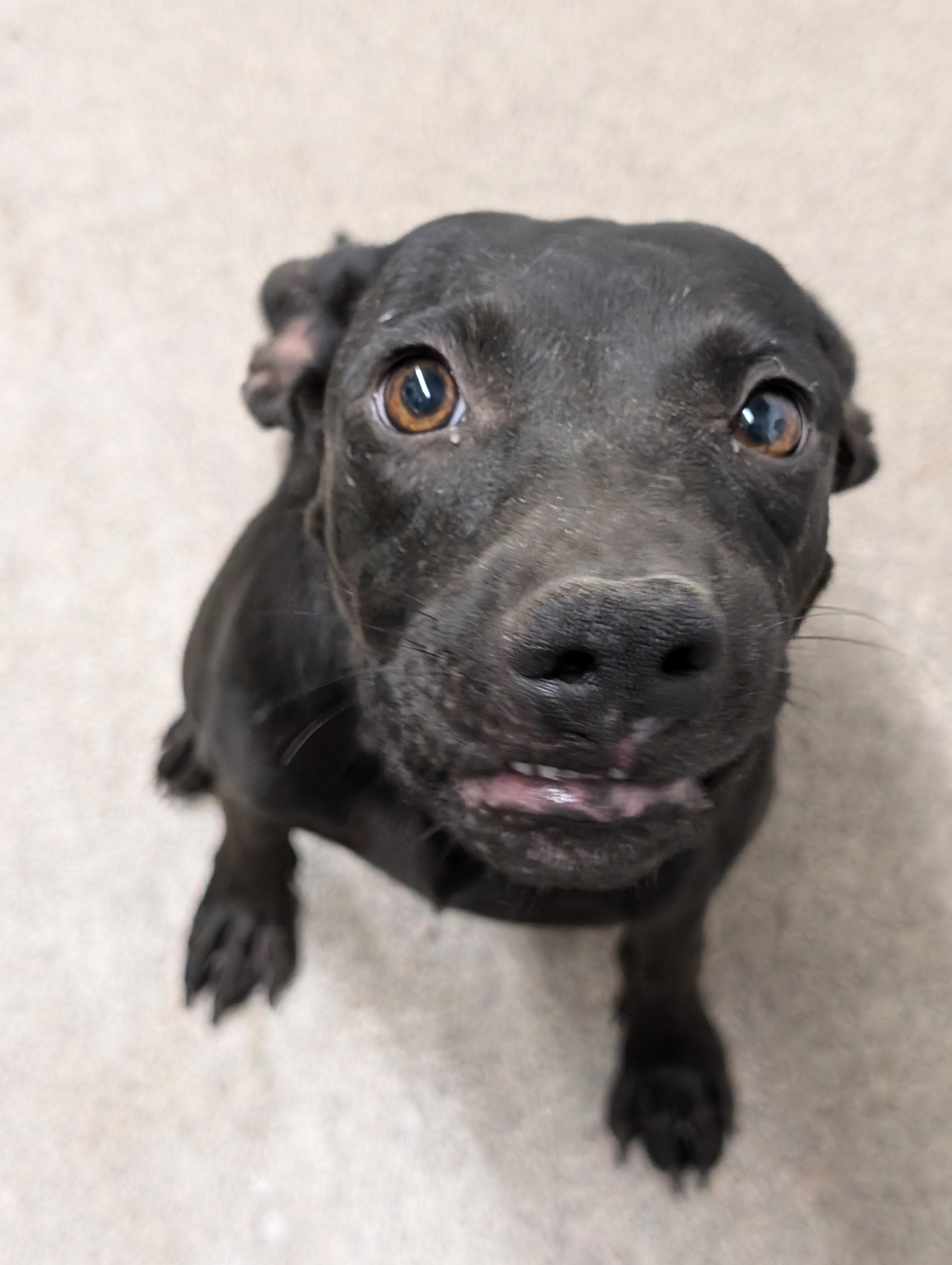 Enlarge Onyx, a Adoptable Mixed Breed in Osceola, MO image 5/6