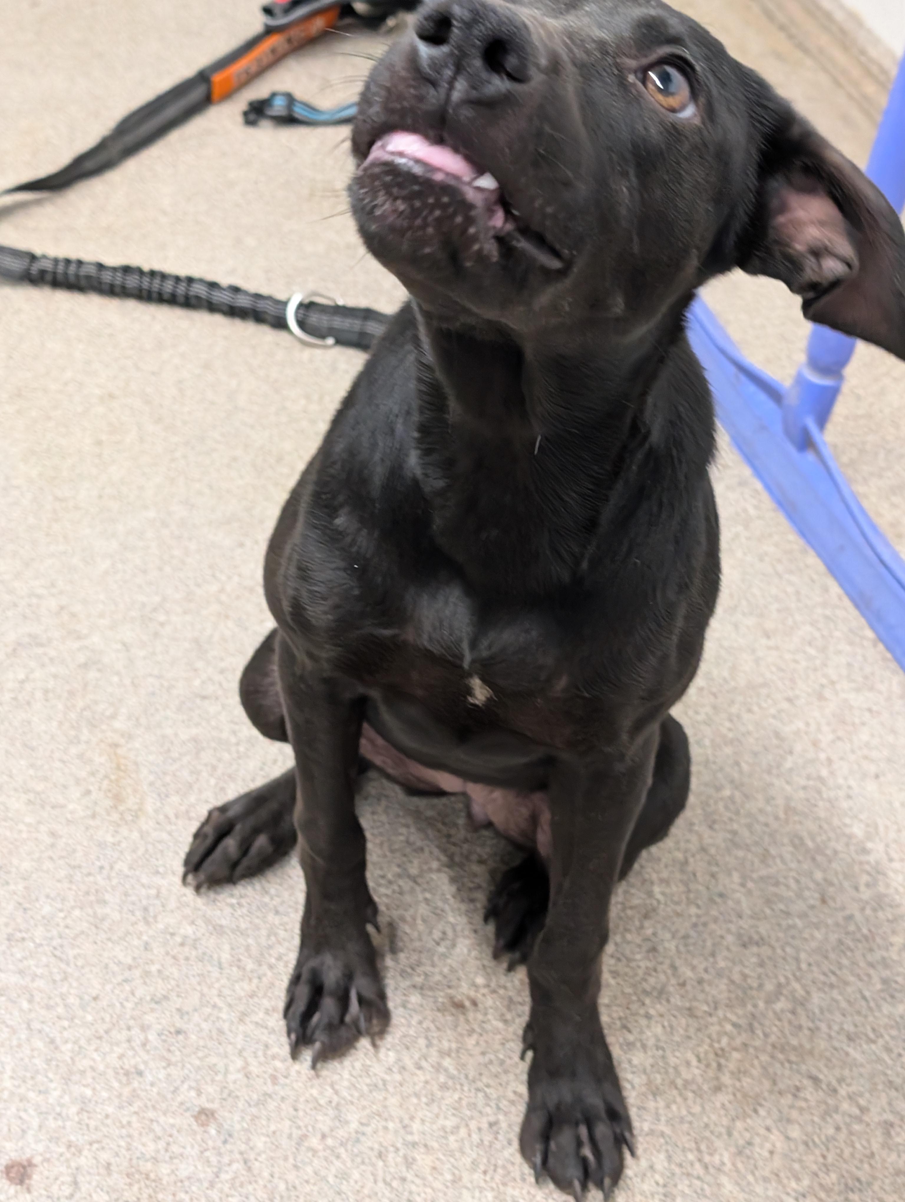 Enlarge Onyx, a Adoptable Mixed Breed in Osceola, MO image 6/6