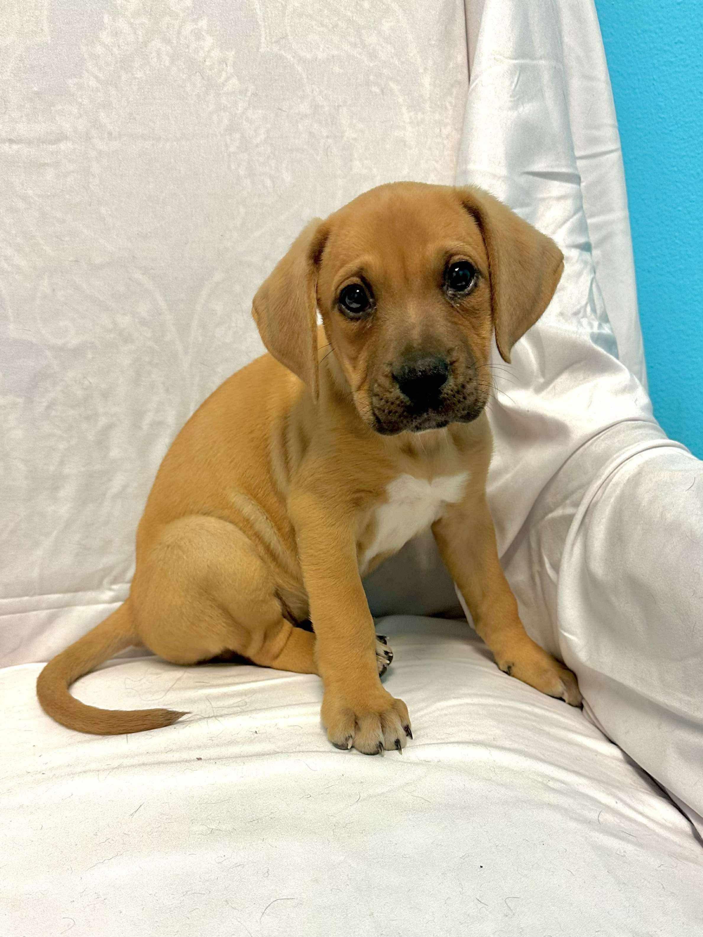 Piglet, Baby Female Labrador Retriever