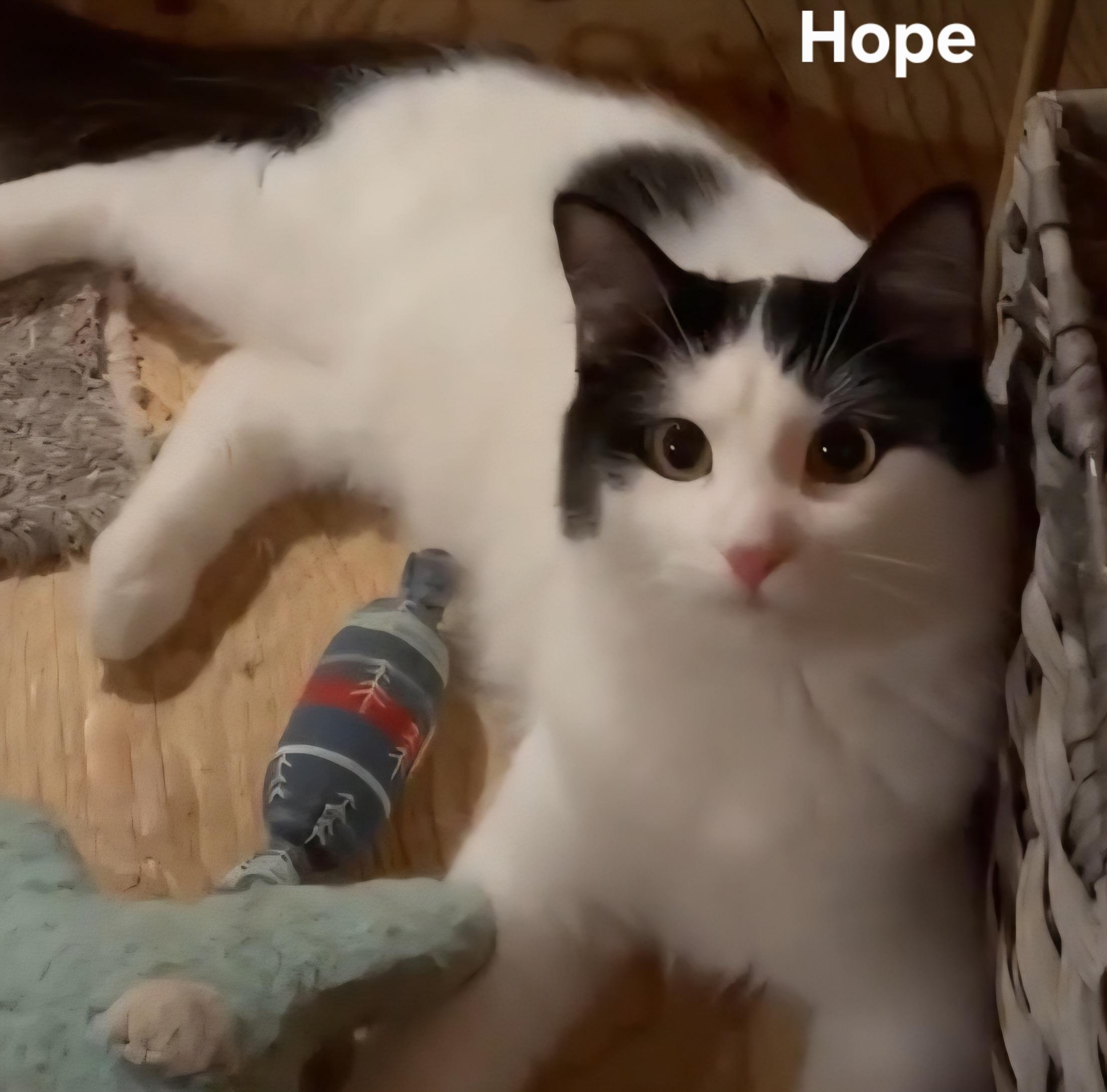 Hope, Adoptable, Young Female Domestic Medium Hair.