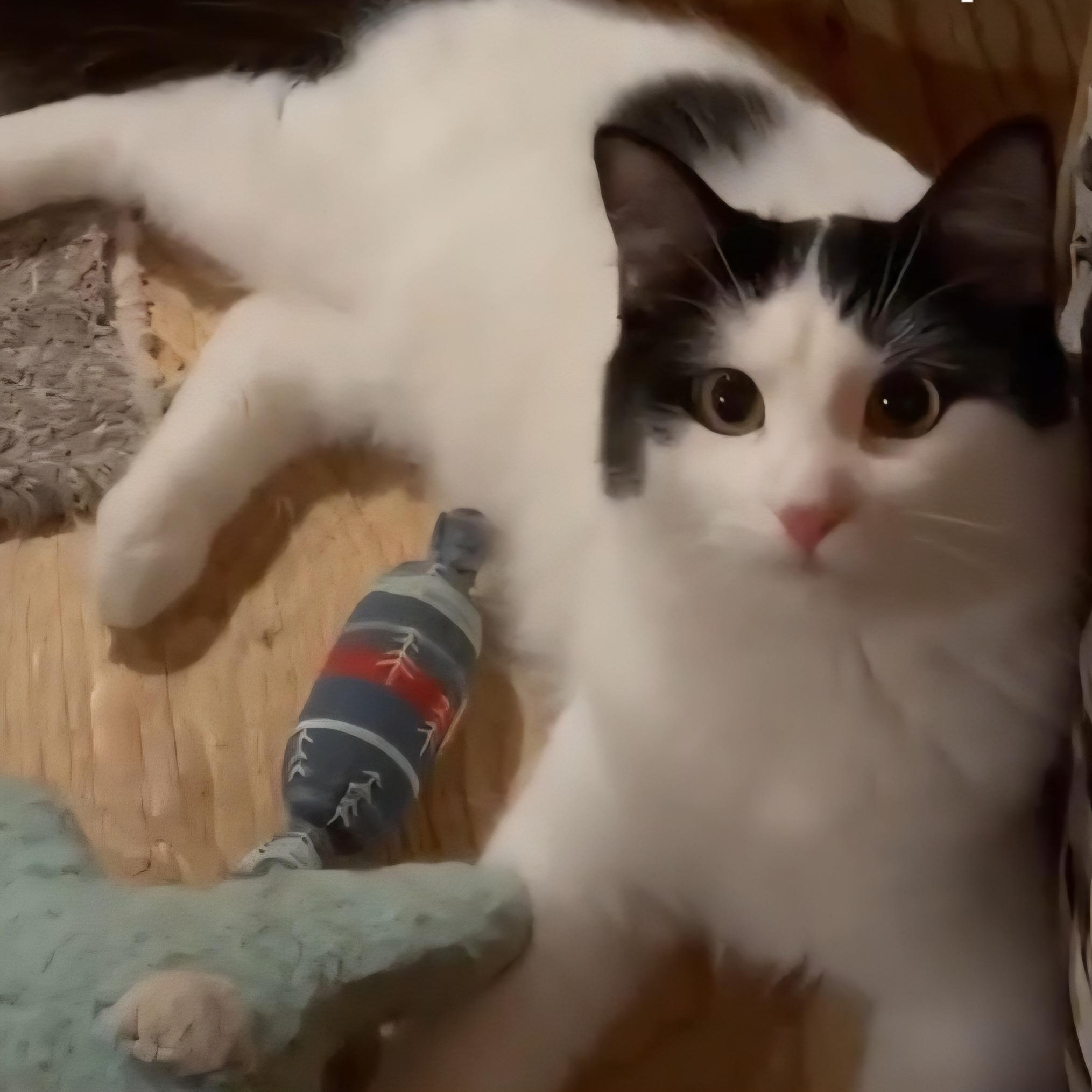 Enlarge Joy, a Adoptable Domestic Medium Hair in Stevensville, ON image 1/1