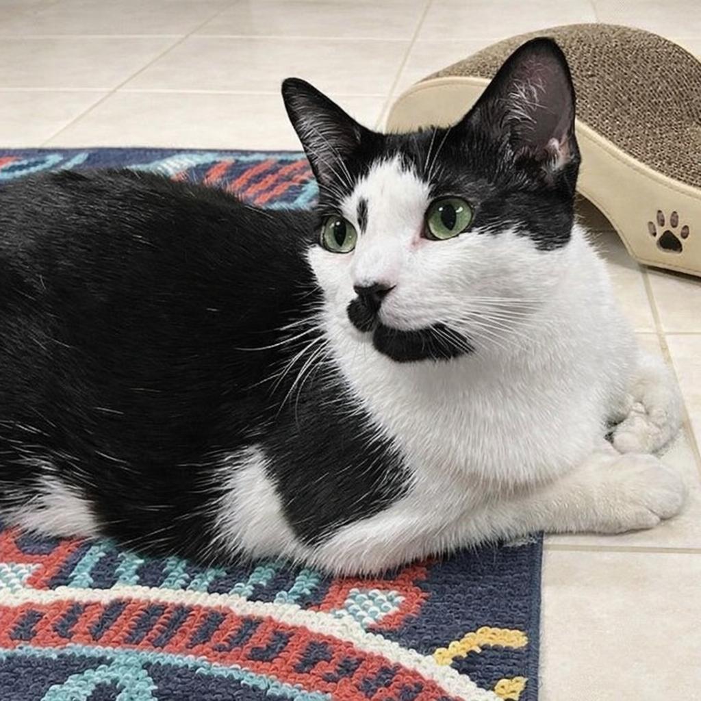 Enlarge  Twylite – A Quiet, Deeply Bonded Companion, a Adoptable Tuxedo in Hillsboro, TX image 1/6