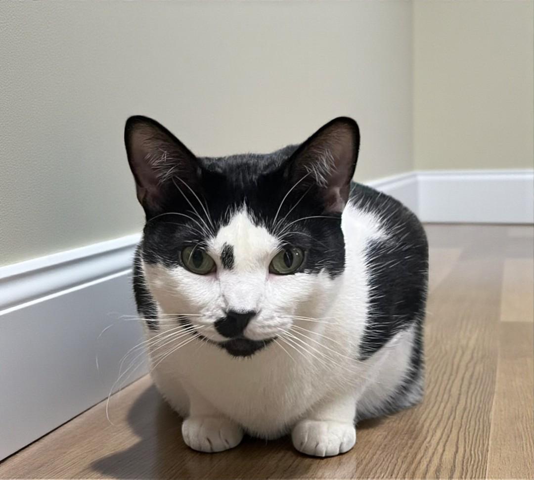 Enlarge  Twylite – A Quiet, Deeply Bonded Companion, a Adoptable Tuxedo in Hillsboro, TX image 6/6