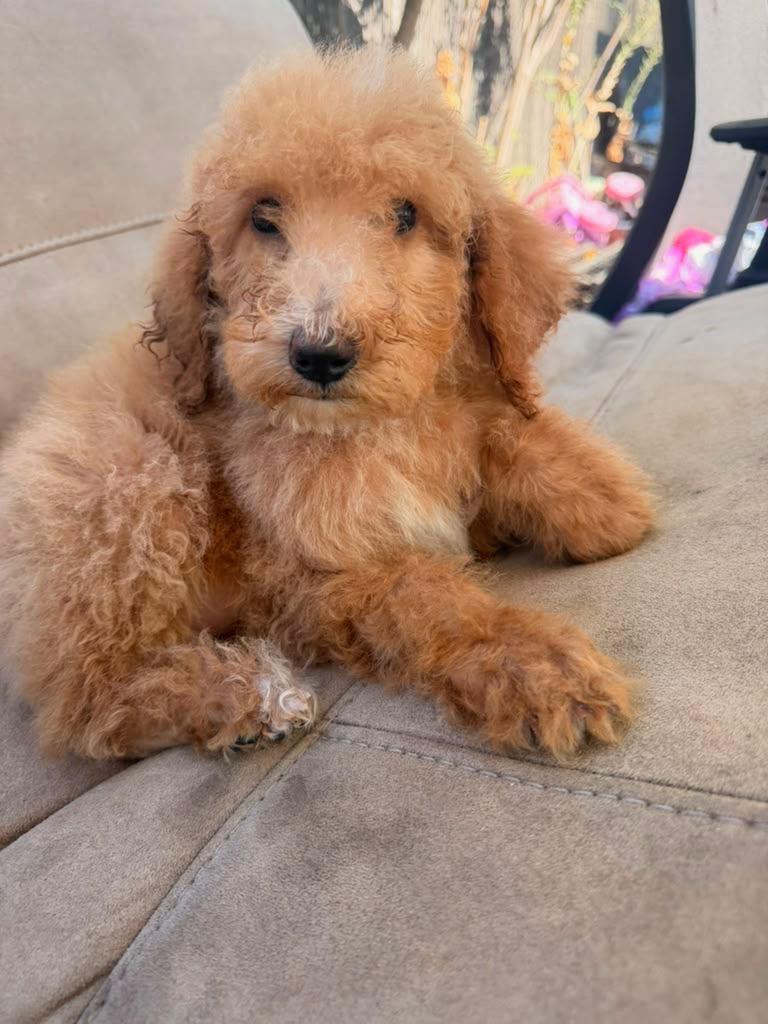 Goldie, a ADOPTABLE Goldendoodle in Moreno Valley, CA image 2/3
