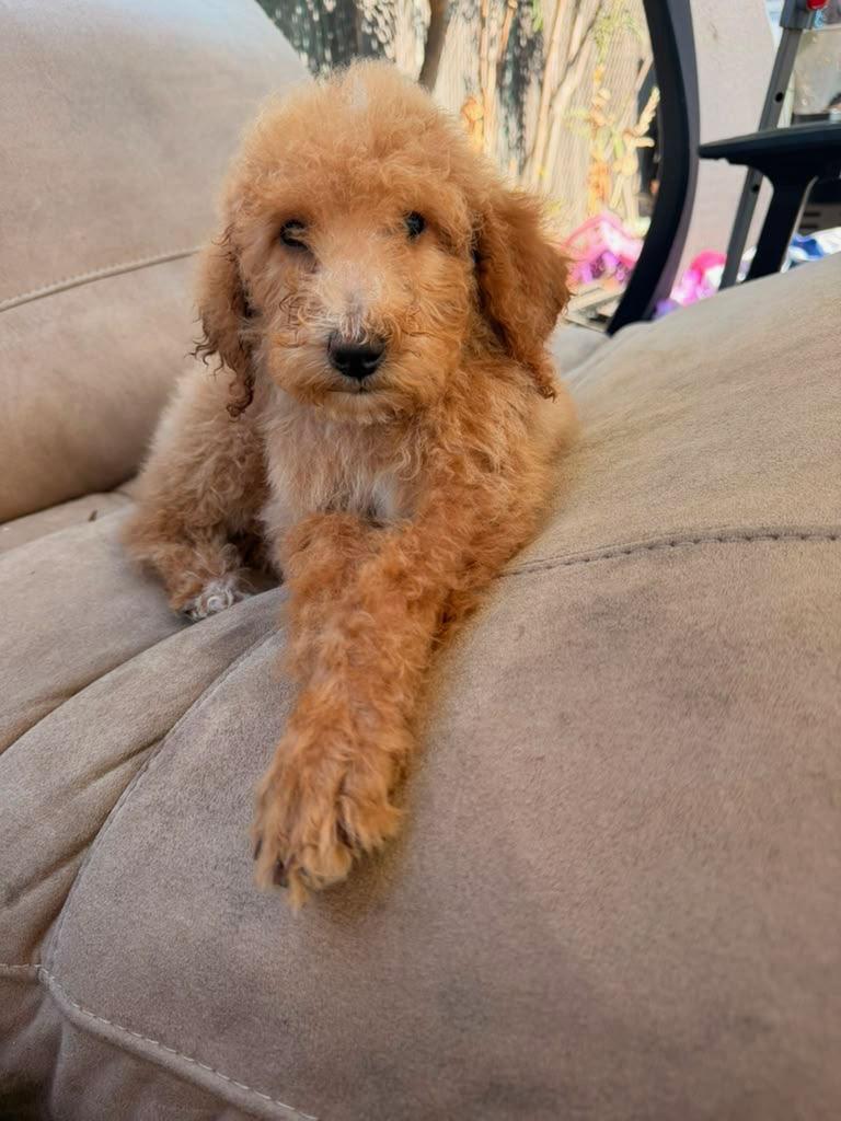 Goldie, ADOPTABLE, Puppy Female Goldendoodle.