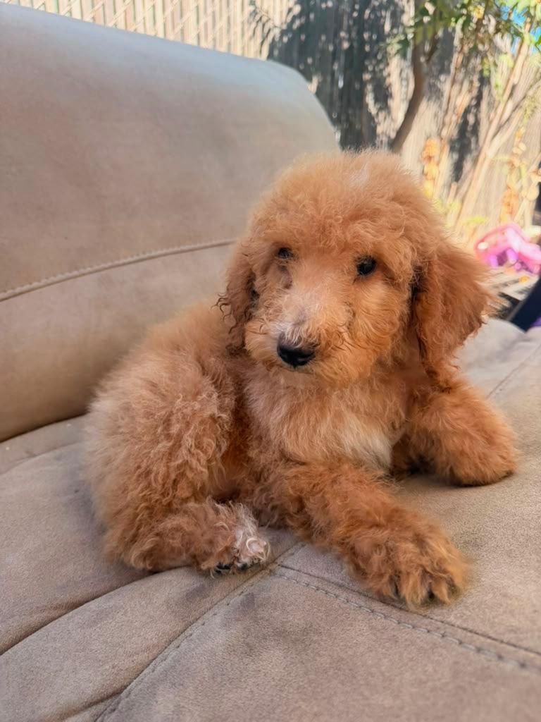 Goldie, a ADOPTABLE Goldendoodle in Moreno Valley, CA image 3/3