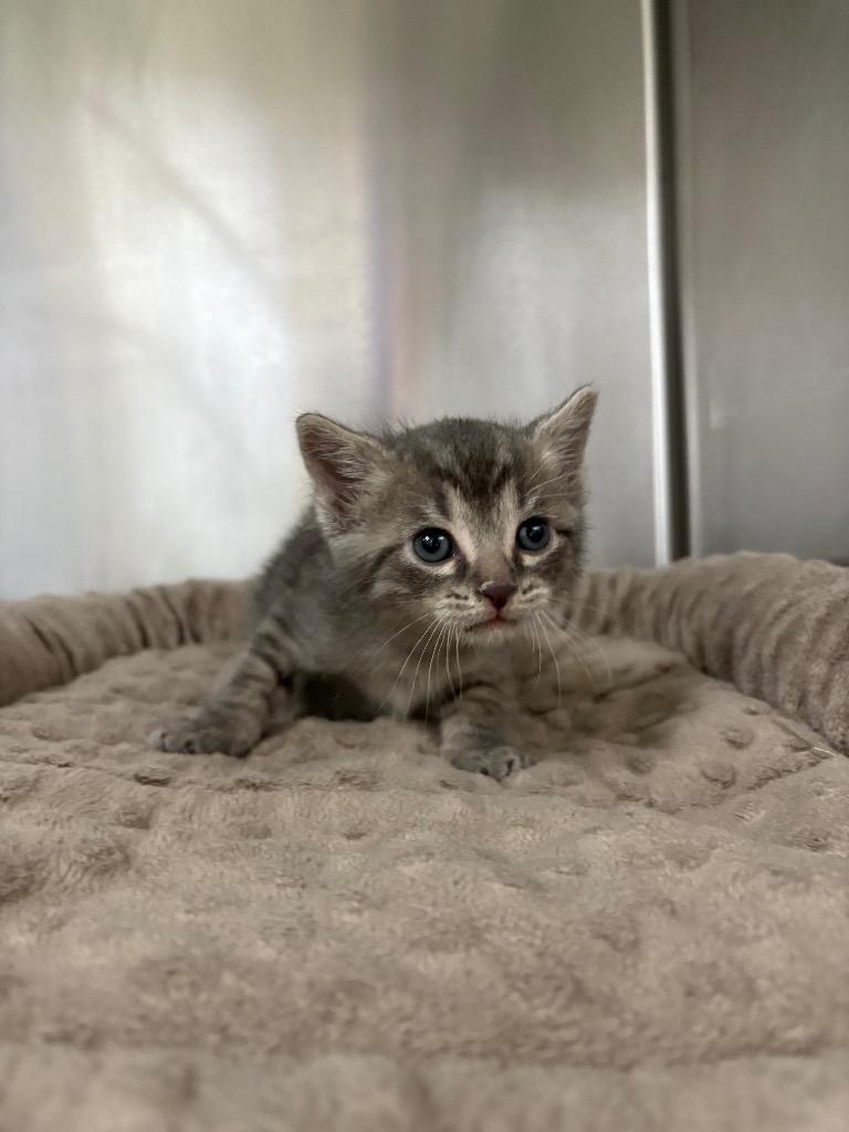 Enlarge Spud, a Adoptable mixed breed in Murray, KY image 1/3