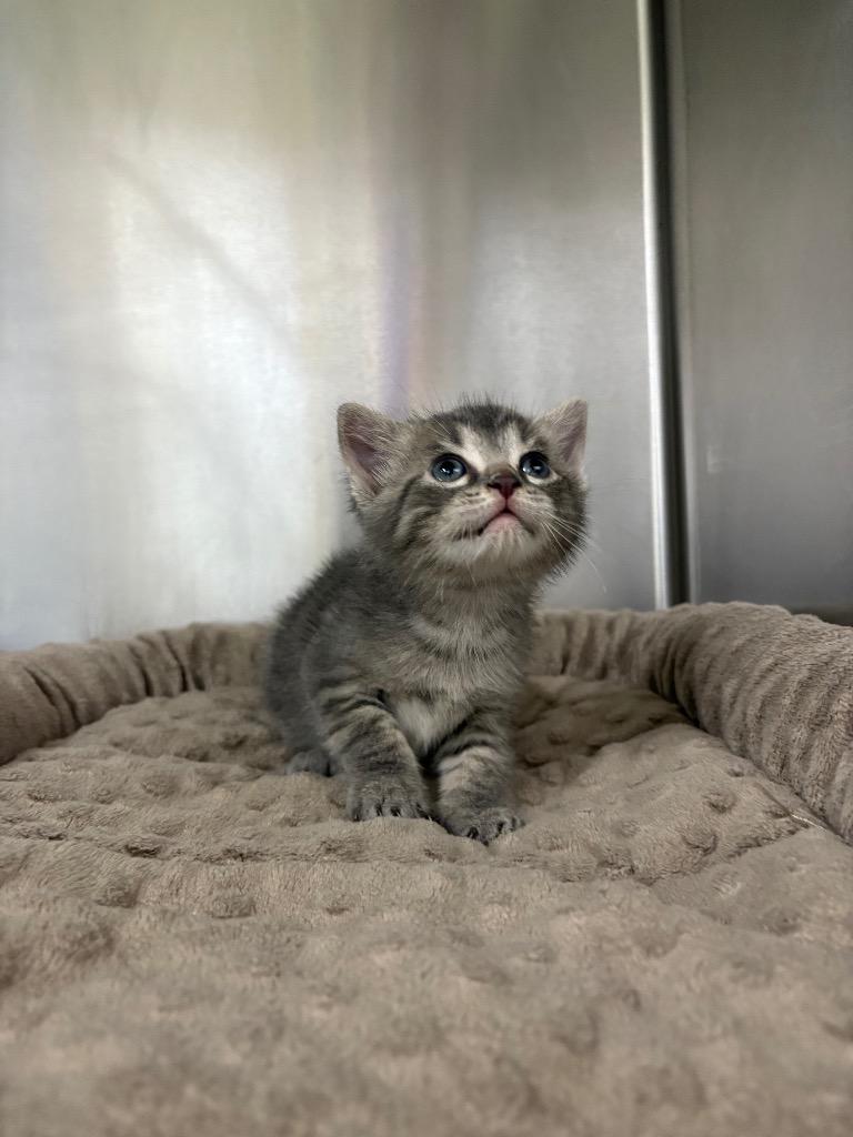 Enlarge Spud, a Adoptable mixed breed in Murray, KY image 2/3