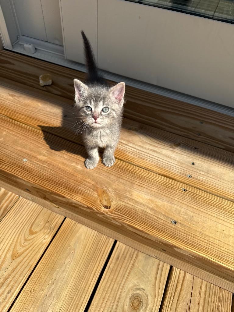 Enlarge Spud, a Adoptable mixed breed in Murray, KY image 3/3