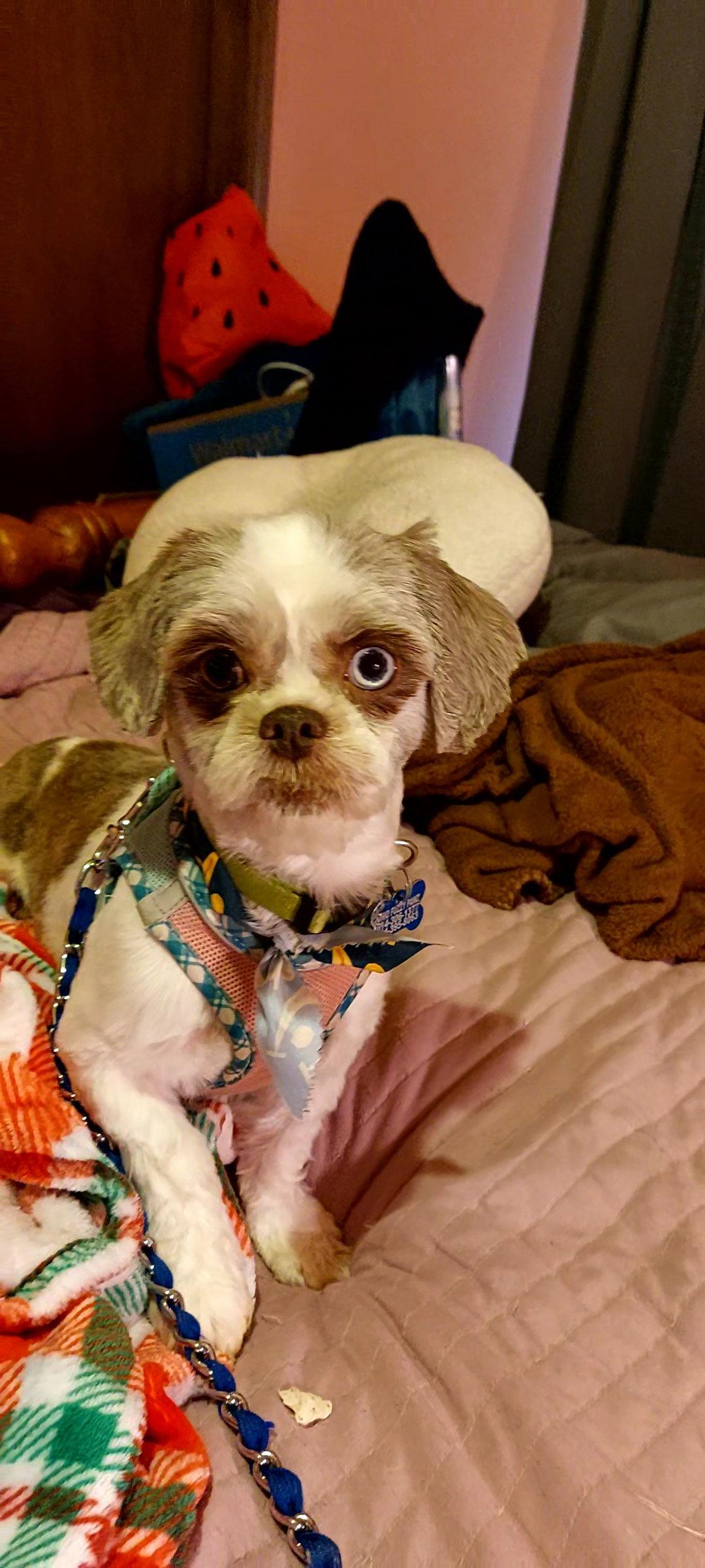 Enlarge Mabel-ARR, a Adopted Shih Tzu in Pataskala, OH image 2/3