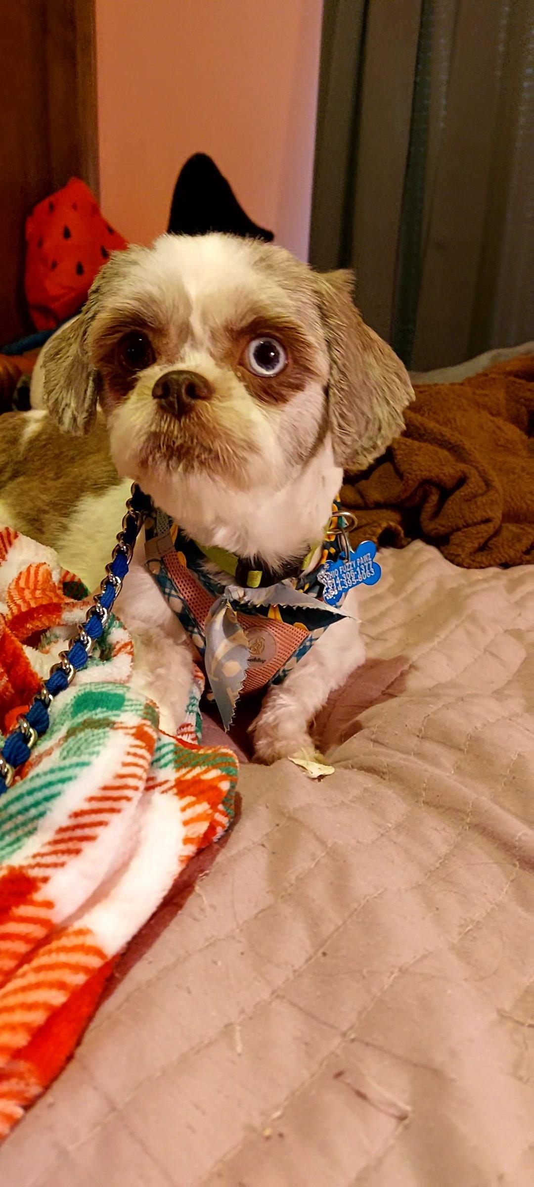 Enlarge Mabel-ARR, a Adopted Shih Tzu in Pataskala, OH image 3/3