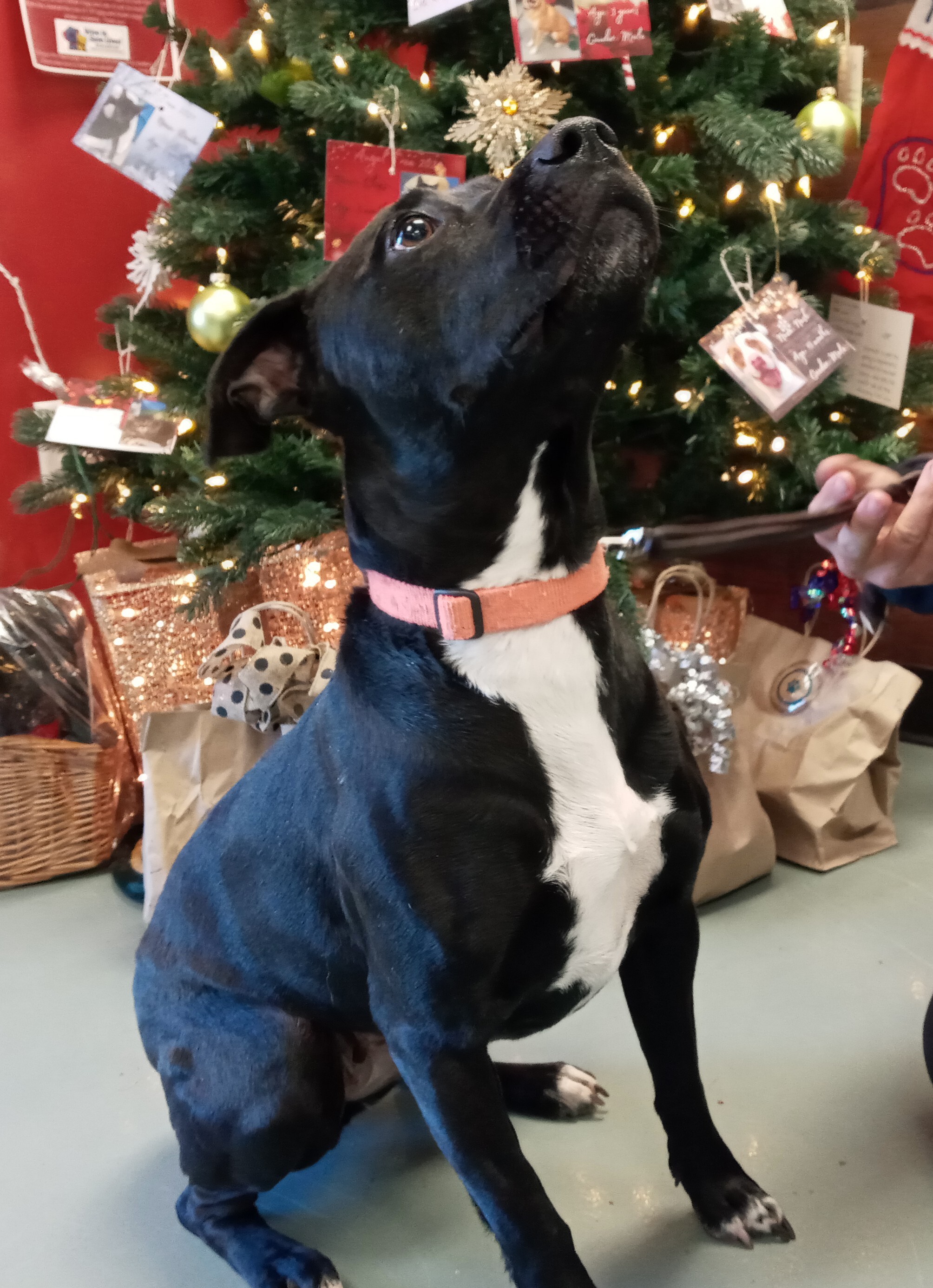 Venus, an adoptable American Staffordshire Terrier in Payson, AZ, 85541 | Photo Image 2