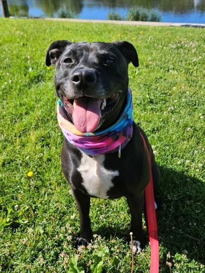 Venus, an adoptable American Staffordshire Terrier in Payson, AZ, 85541 | Photo Image 4