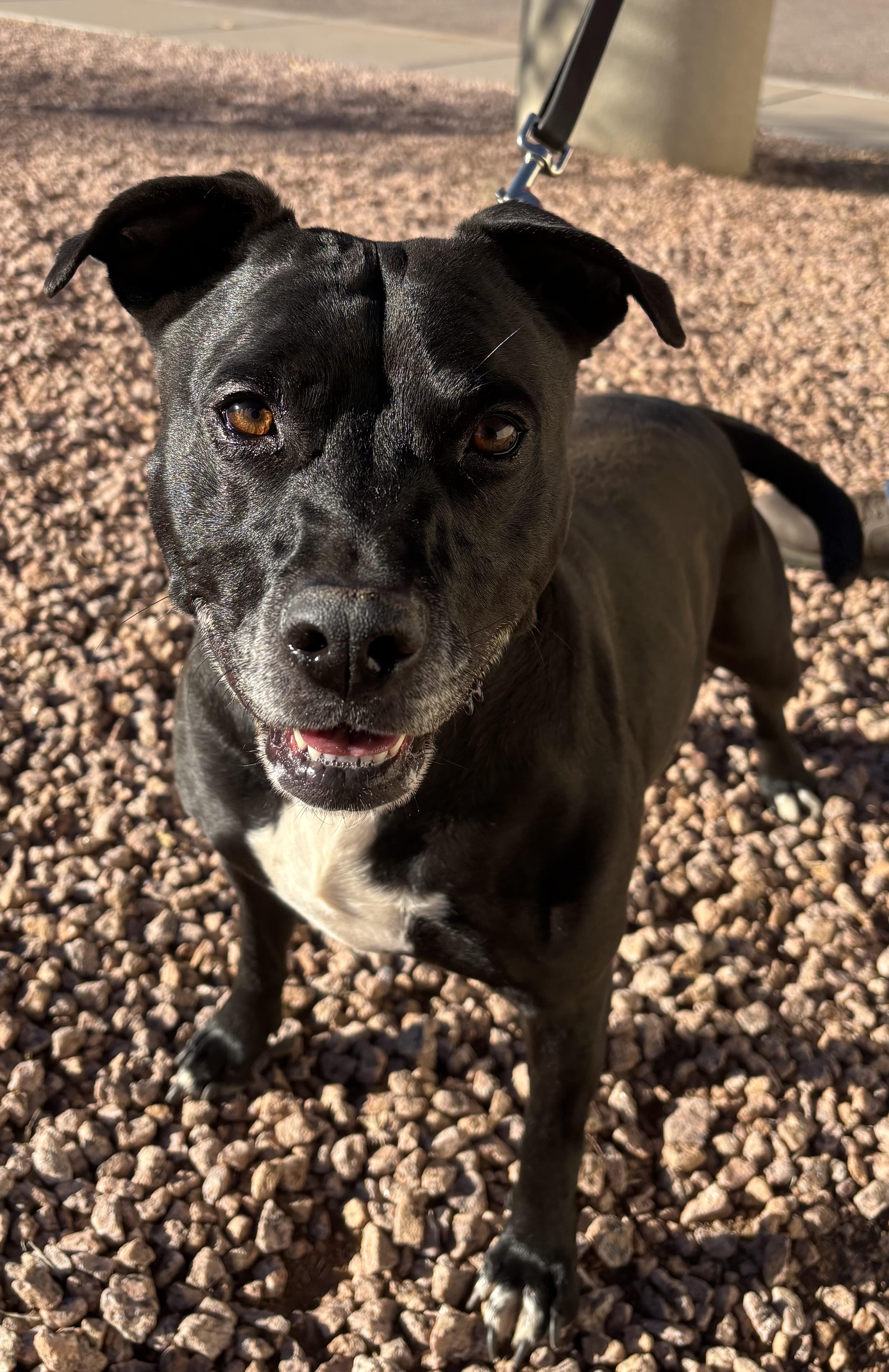Venus, an adoptable American Staffordshire Terrier in Payson, AZ, 85541 | Photo Image 5