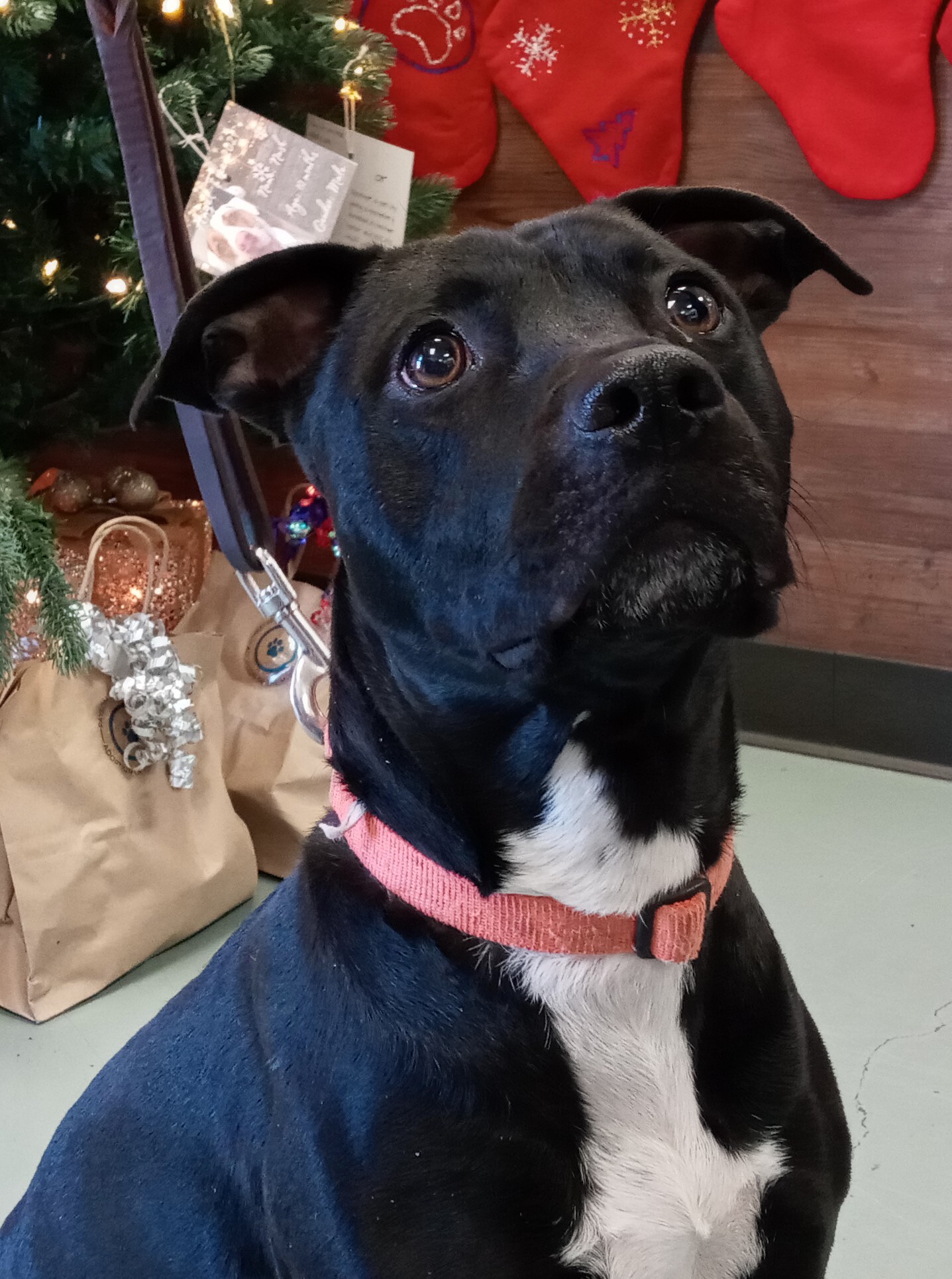 Venus, an adoptable American Staffordshire Terrier in Payson, AZ, 85541 | Photo Image 3