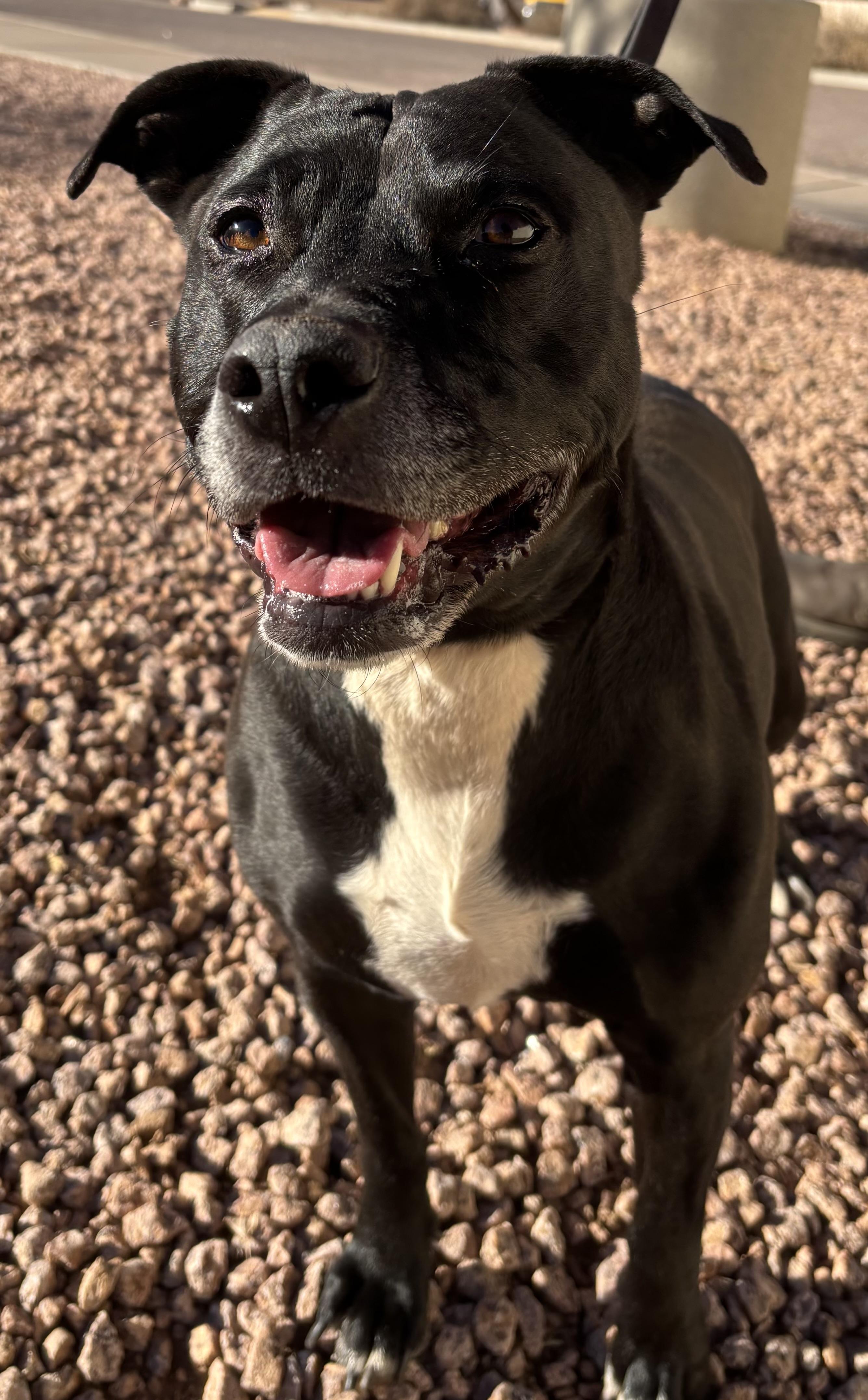 Venus, an adoptable American Staffordshire Terrier in Payson, AZ, 85541 | Photo Image 1