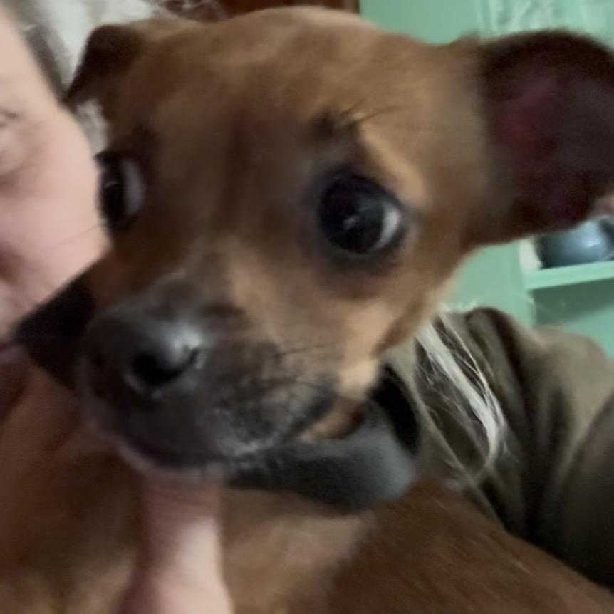 Enlarge Rose Petal, a Adoptable Chihuahua in Rockville, MD image 1/1