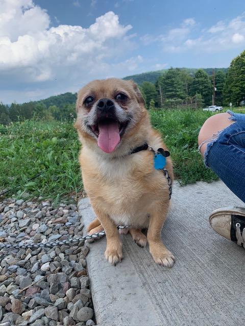 Enlarge Bibble, a ADOPTABLE mixed breed in Towanda, PA image 2/2