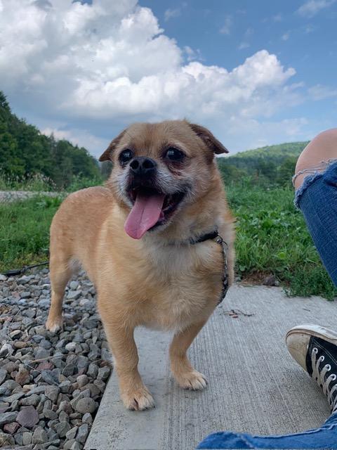 Bibble, ADOPTABLE, Senior Male Pekingese & Pug.