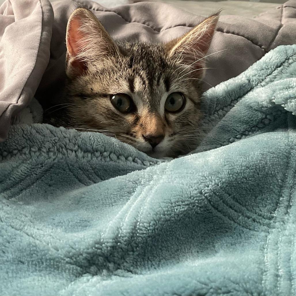Treasure Island, Adoptable, Kitten Female Domestic Short Hair.