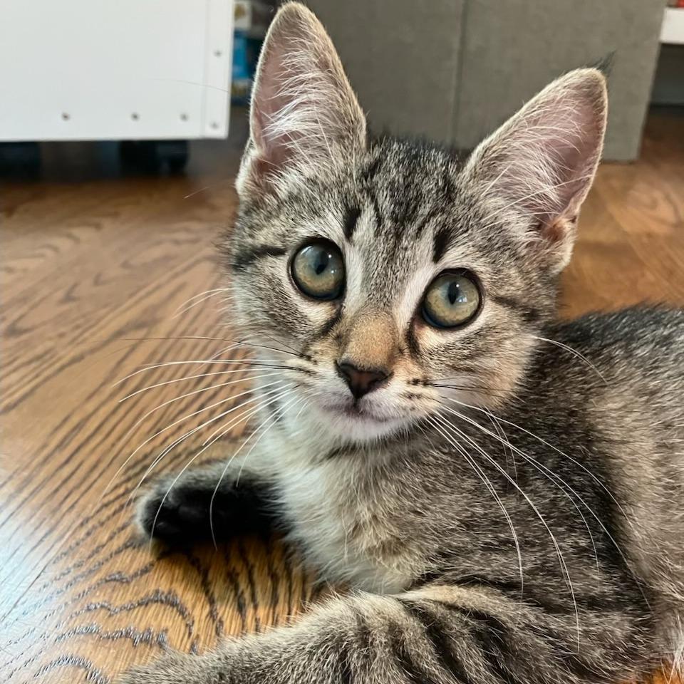 Enlarge Treasure Island, a Adoptable Domestic Short Hair in Evanston, IL image 2/3