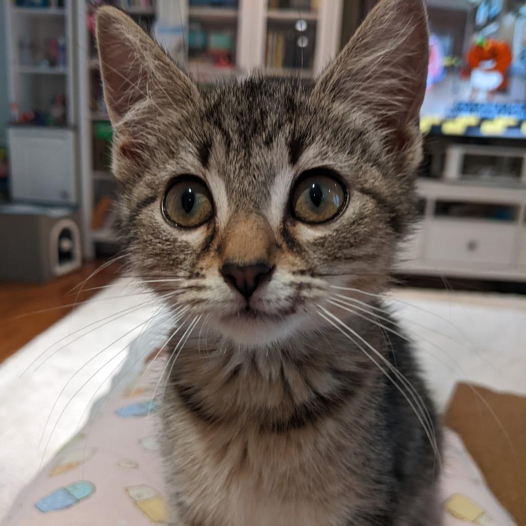 Enlarge Treasure Island, a Adoptable Domestic Short Hair in Evanston, IL image 3/3