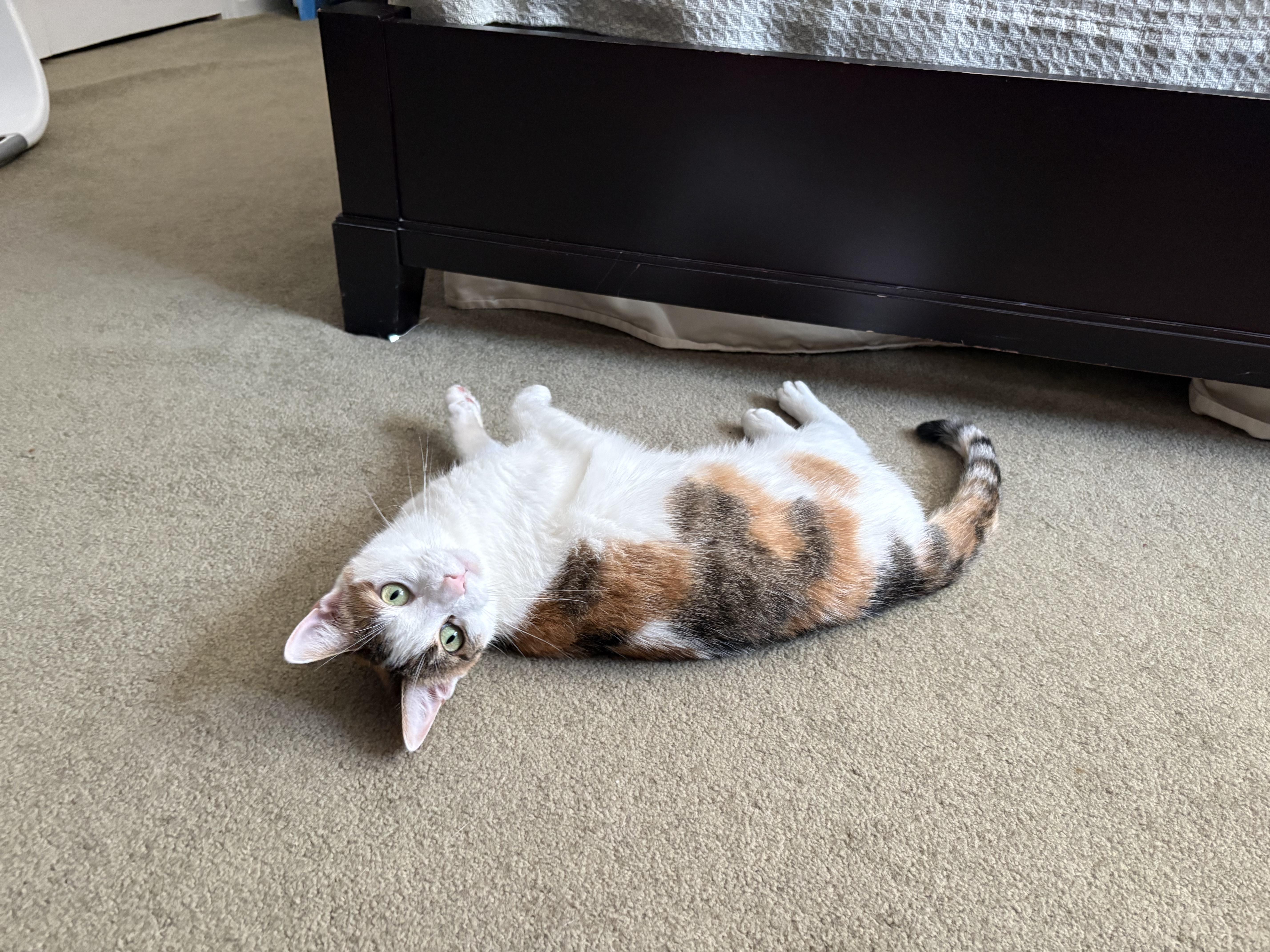 Enlarge Heather, a Adoptable Calico in Cedars, PA image 5/6