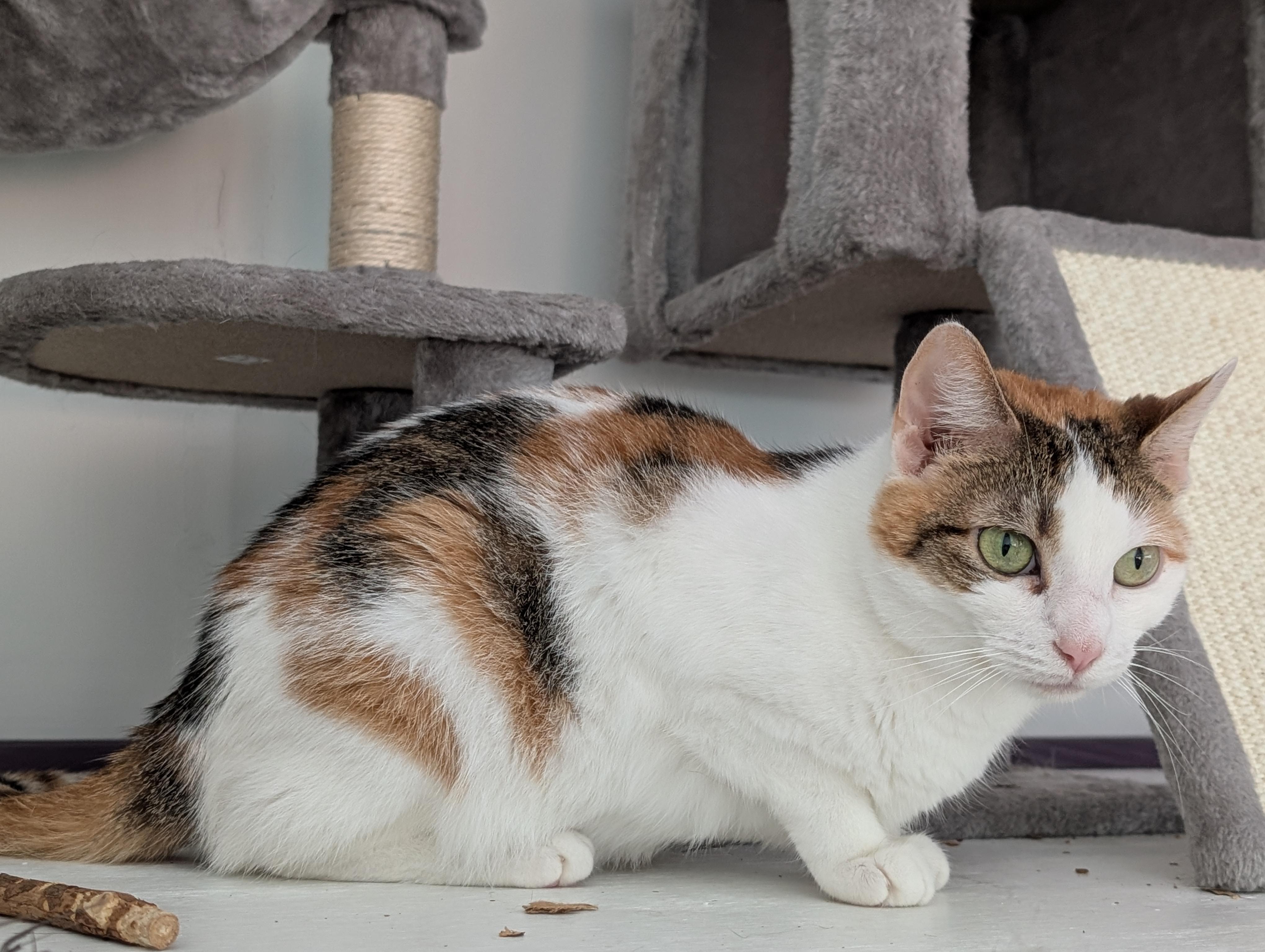 Enlarge Heather, a ADOPTABLE Calico in Cedars, PA image 4/4