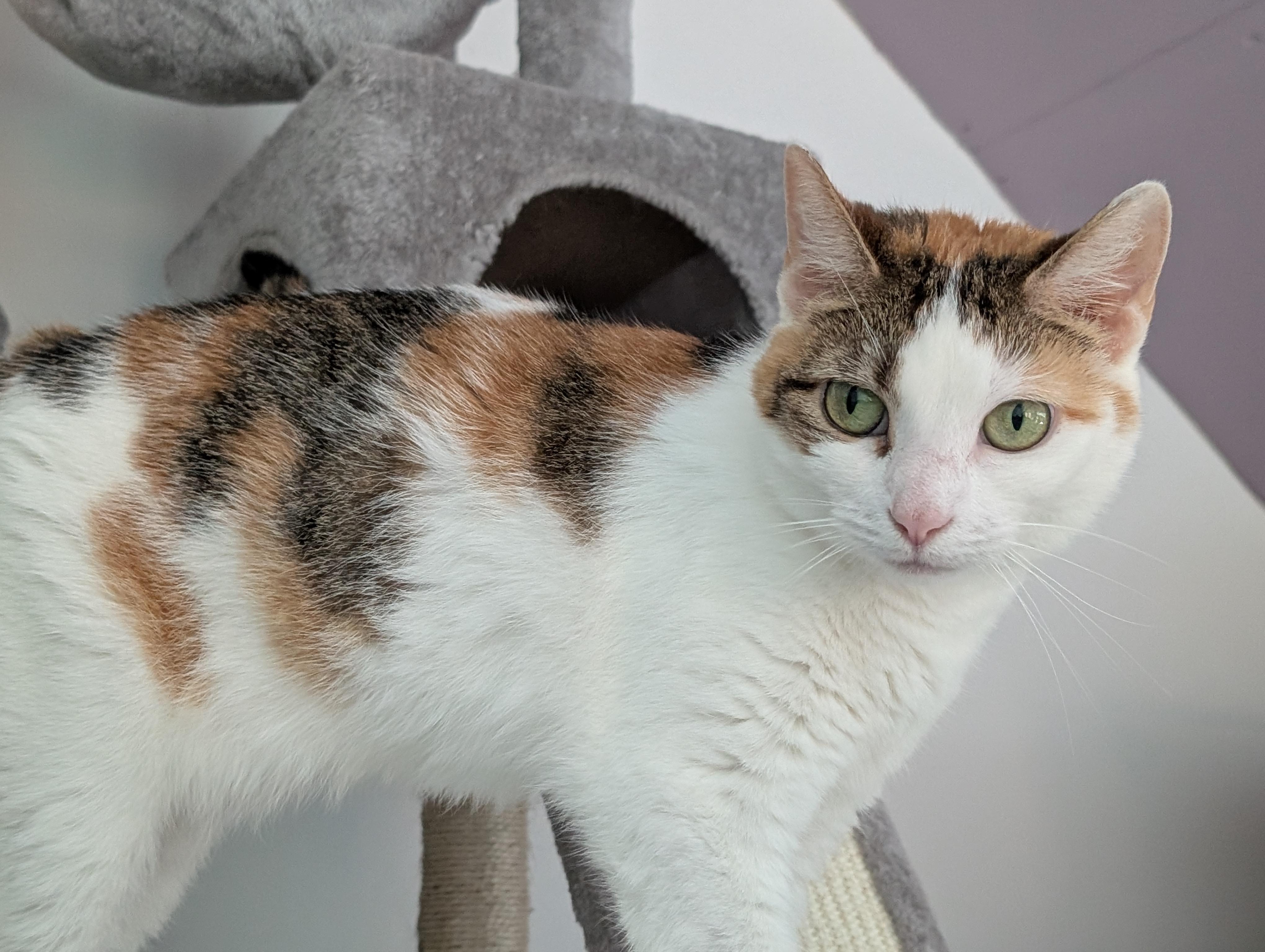 Heather, ADOPTABLE, Adult Female Calico.