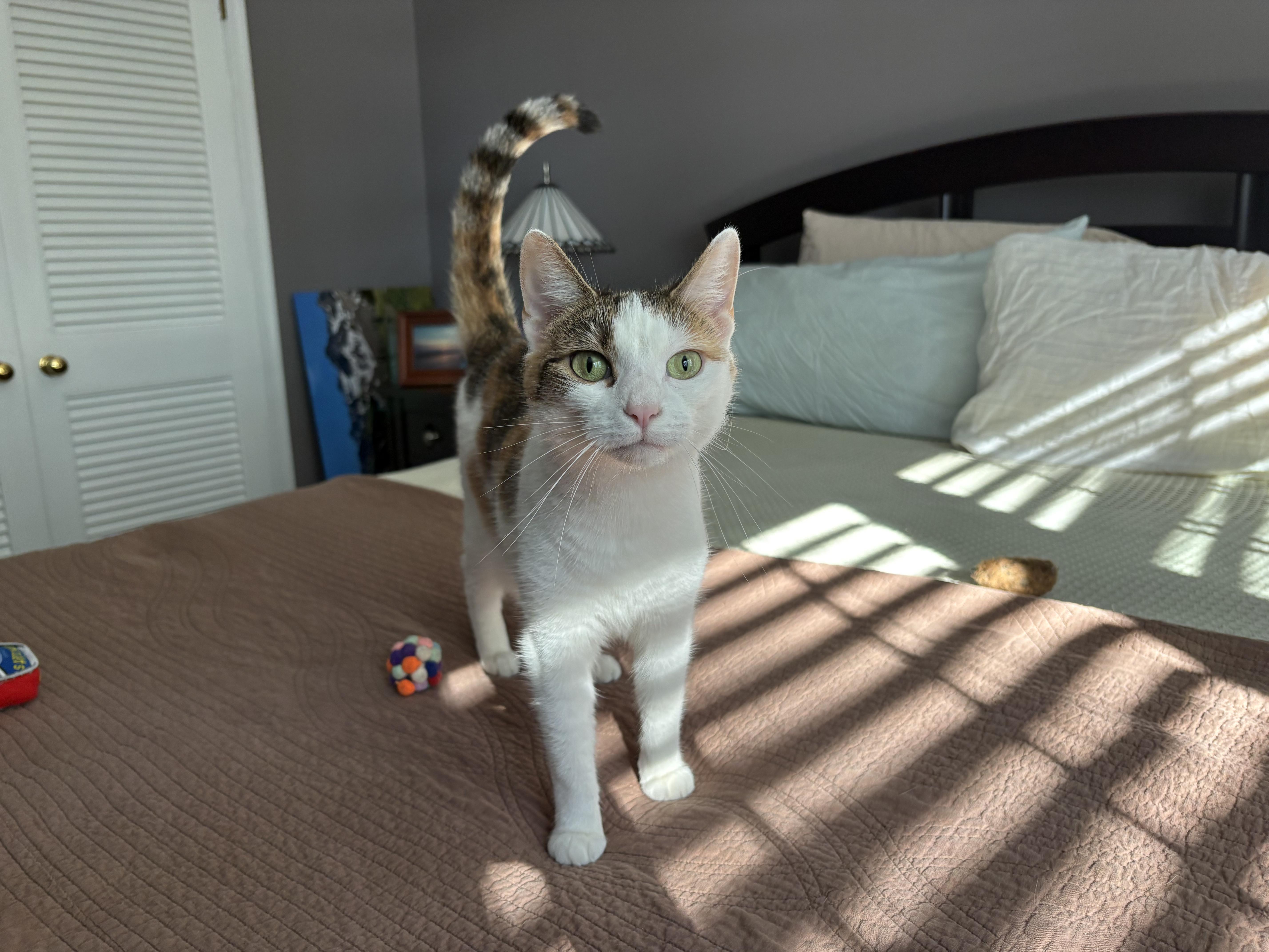 Enlarge Heather, a Adoptable Calico in Cedars, PA image 6/6
