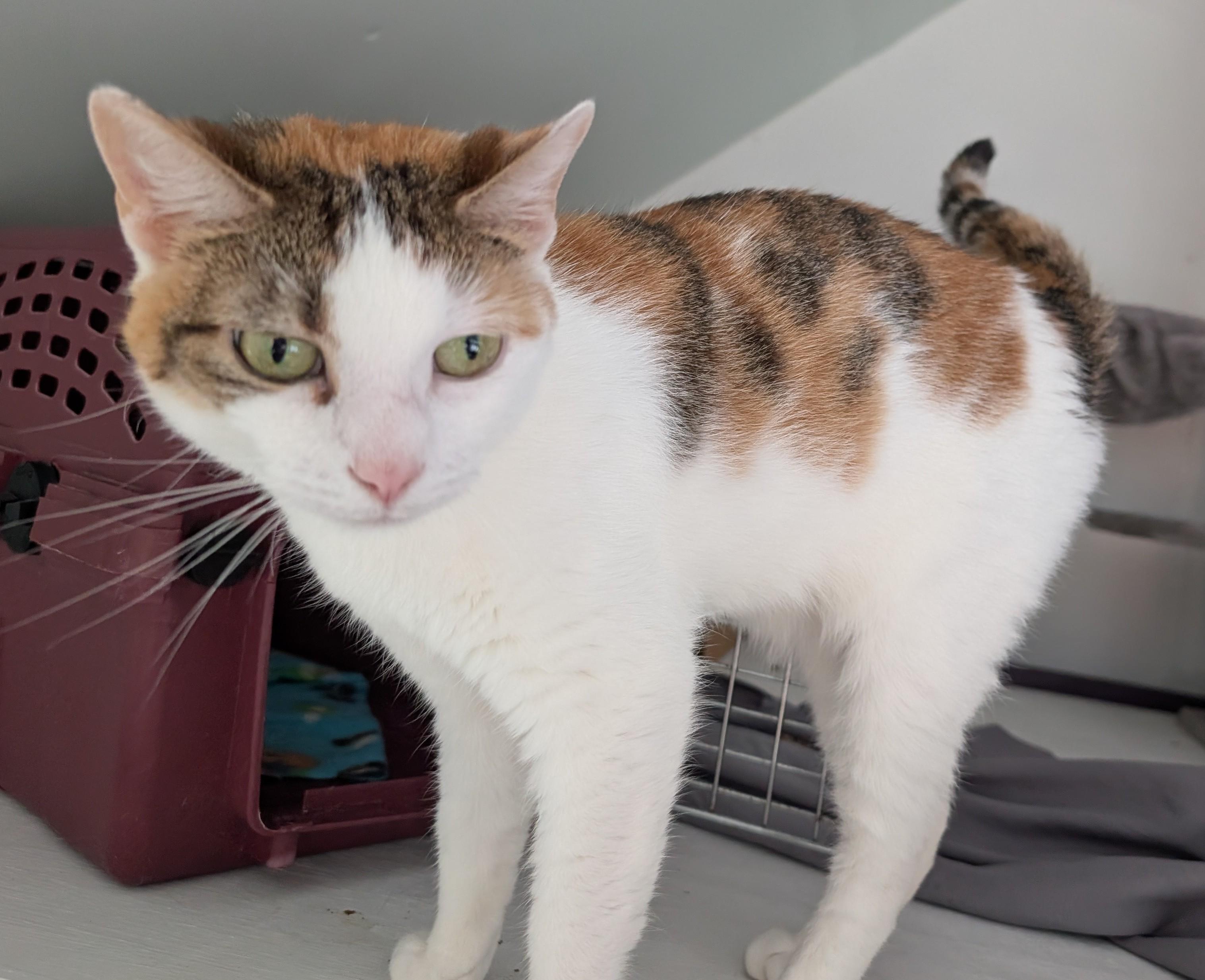 Enlarge Heather, a ADOPTABLE Calico in Cedars, PA image 3/4