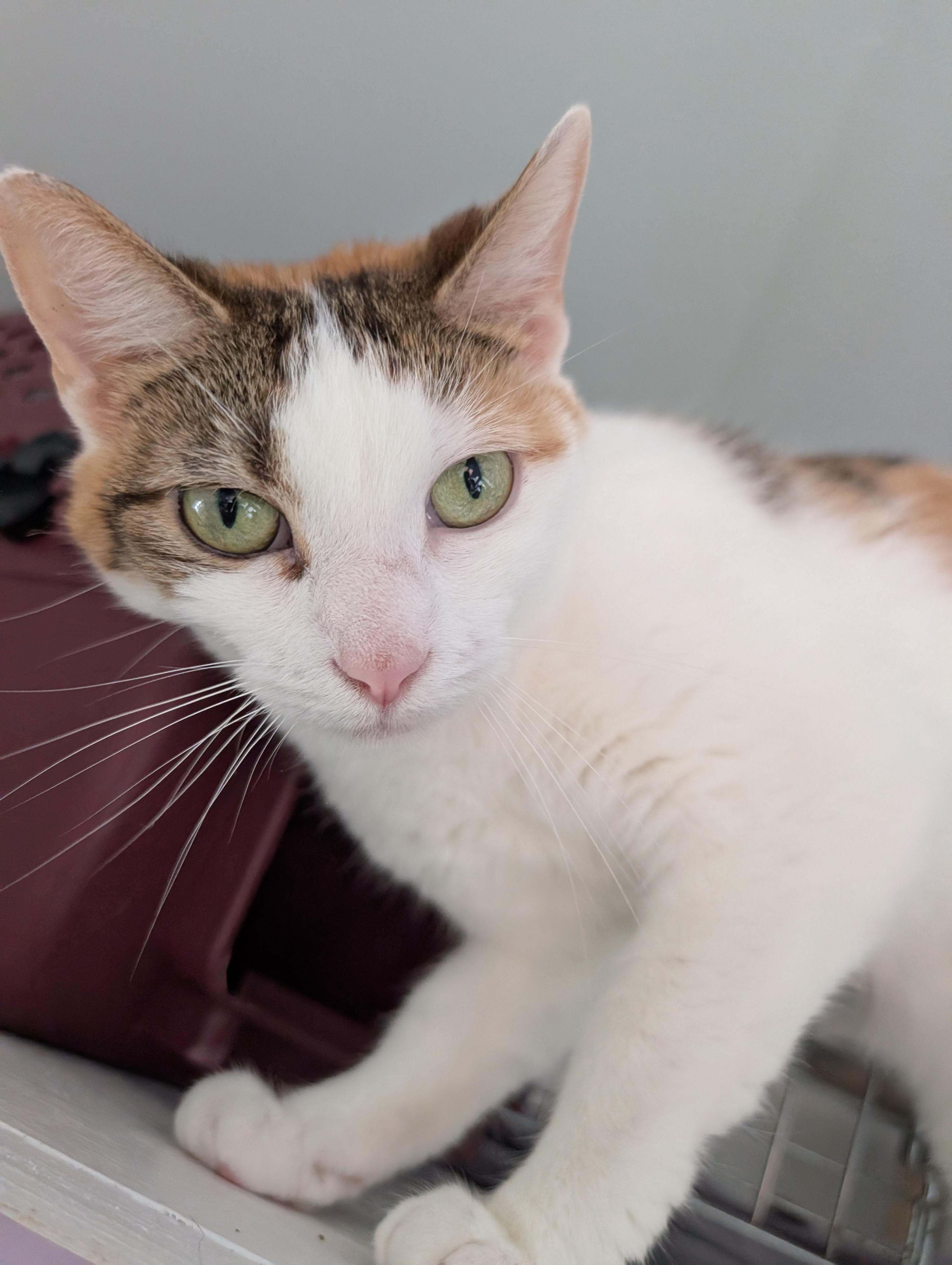 Enlarge Heather, a ADOPTABLE Calico in Cedars, PA image 2/4