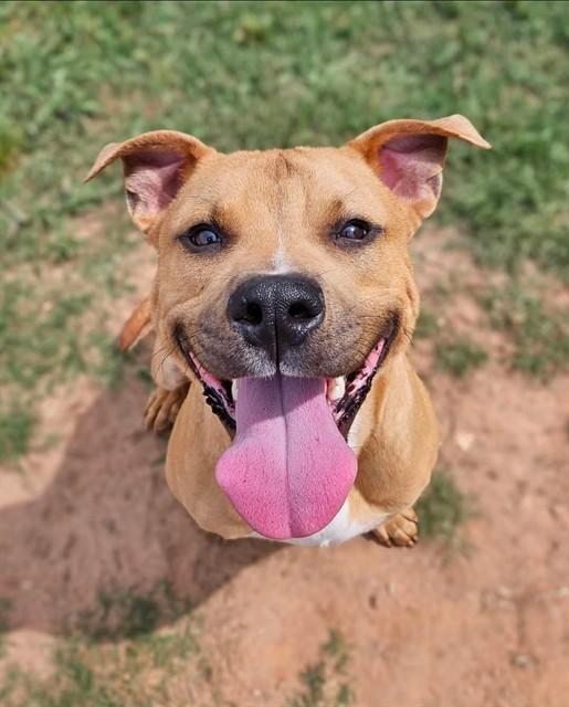 Enlarge WHELAN, a Adoptable American Staffordshire Terrier in York, SC image 1/1