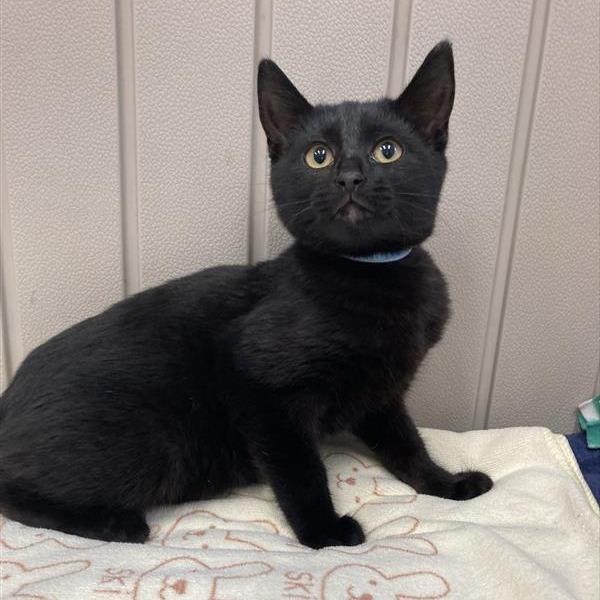 Enlarge Samson, a Adoptable Domestic Short Hair in Freeport, FL image 1/1