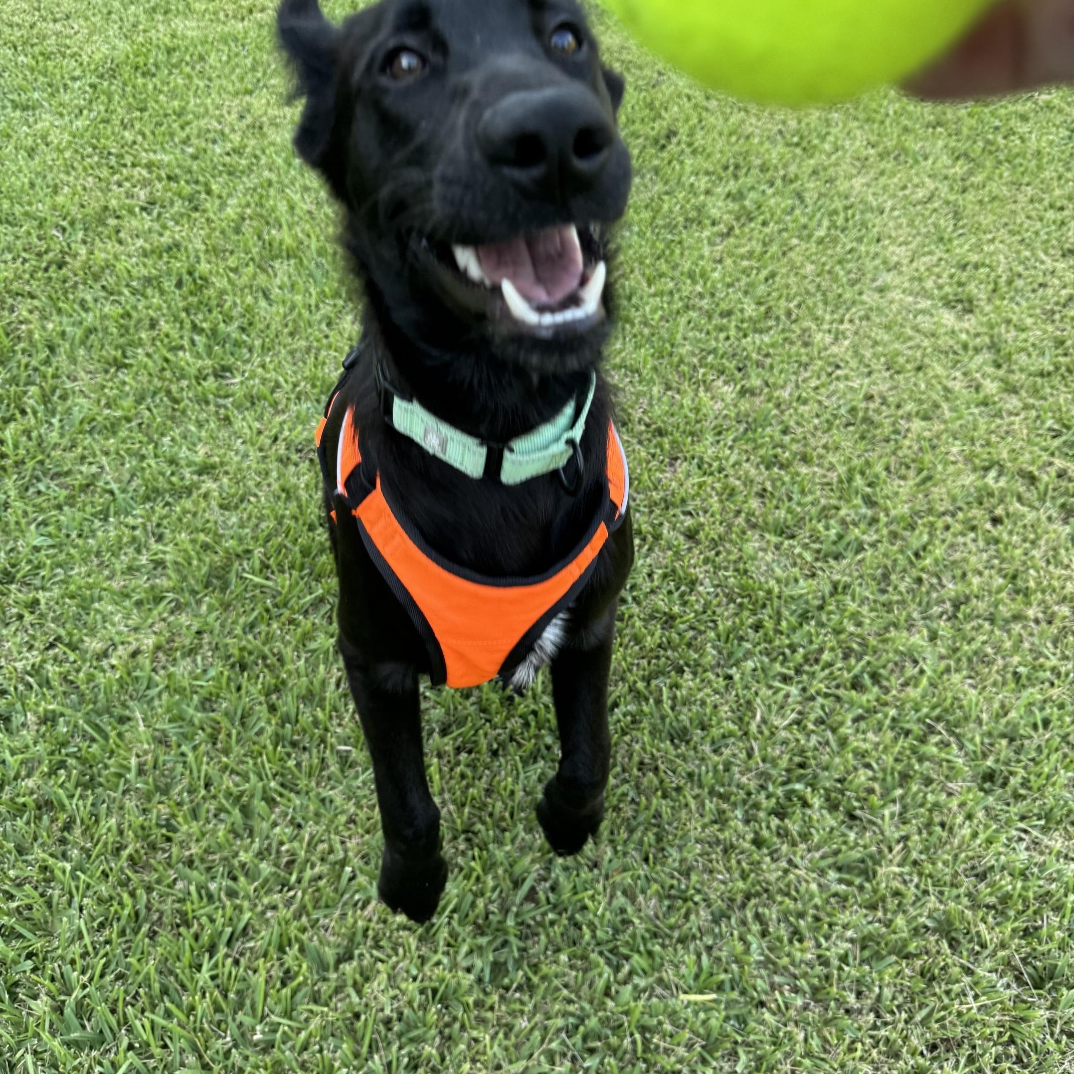 Kobe, Adoptable, Young Male German Shepherd Dog & Black Labrador Retriever.