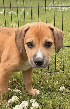 Junior, a Adoptable Beagle in Fairfax, VA image 6/6
