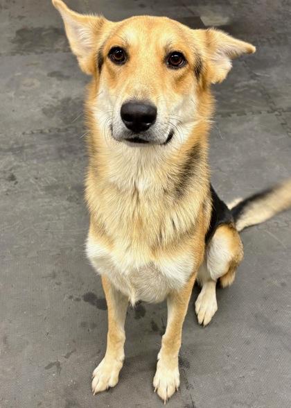 Toast 51443, ADOPTABLE, Adult Male Mixed Breed.