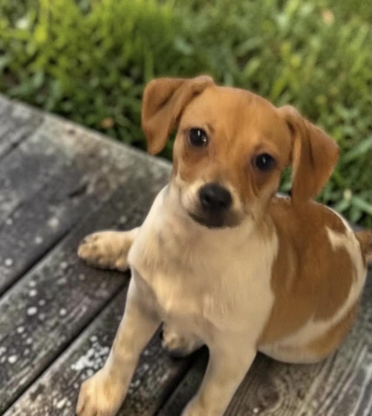 Sienna, Adoptable, Puppy Female Chiweenie.