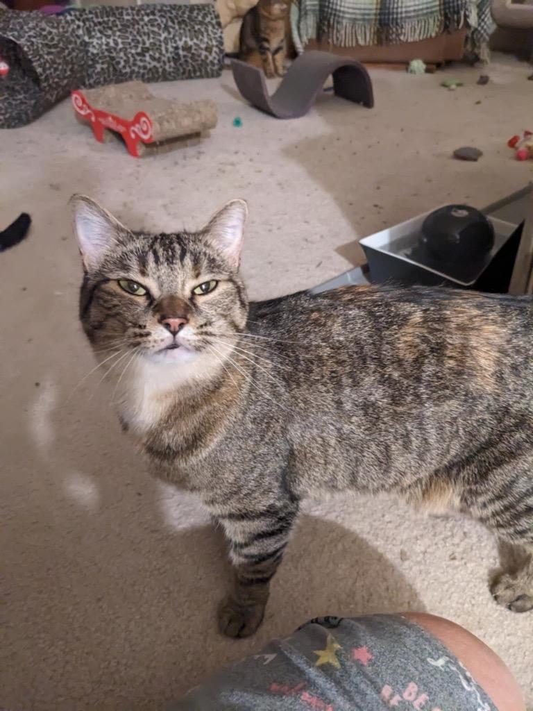 Eclair, Adoptable, Adult Female Domestic Short Hair.